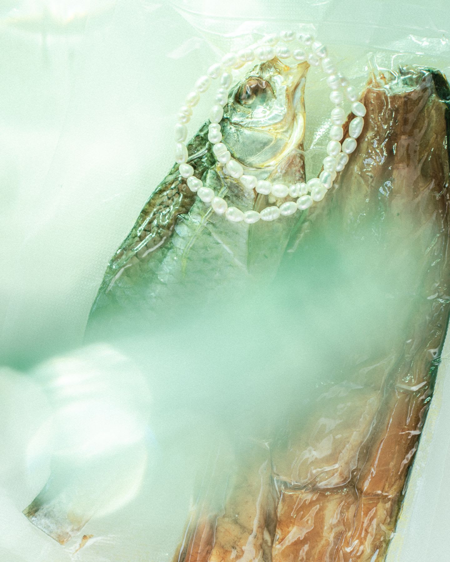 An image of a dried fish