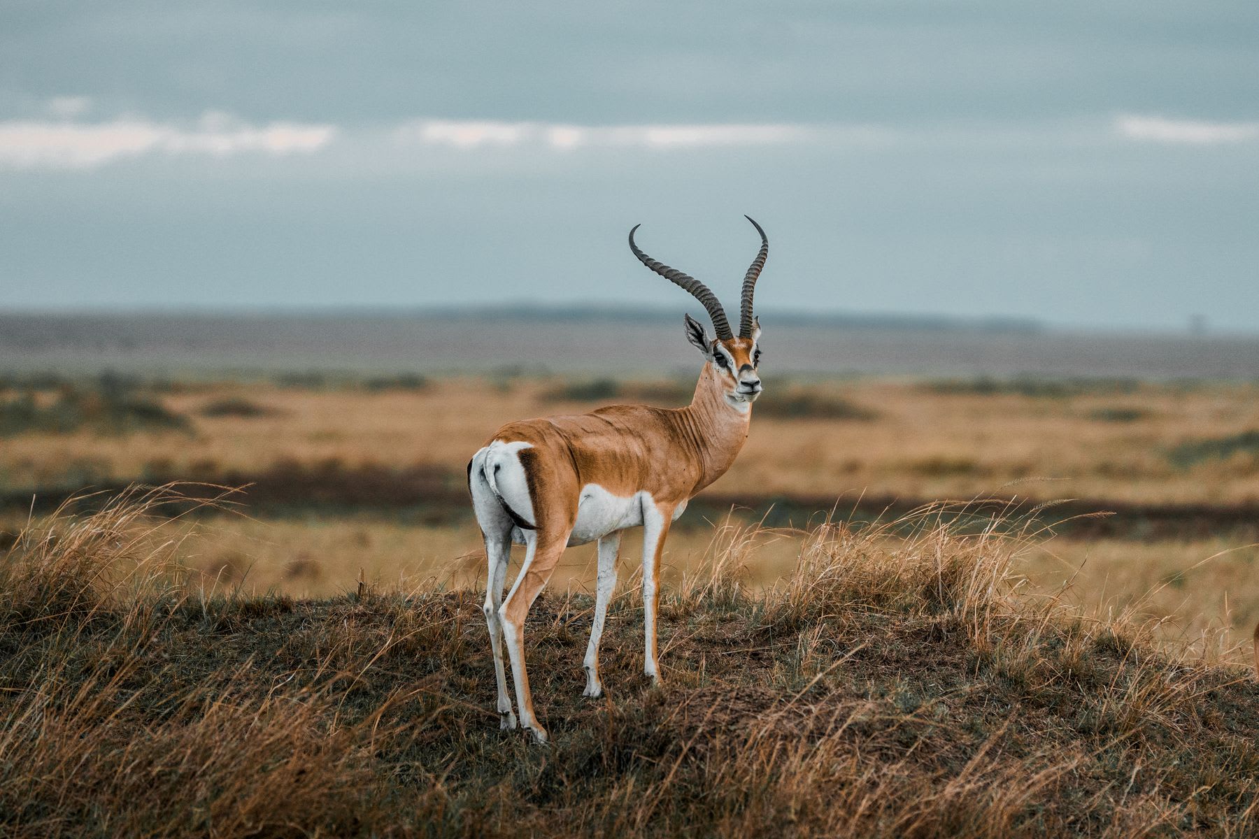 A graceful gazelle with long, curved horns stands on a grassy hill in the savanna, looking back over its shoulder.