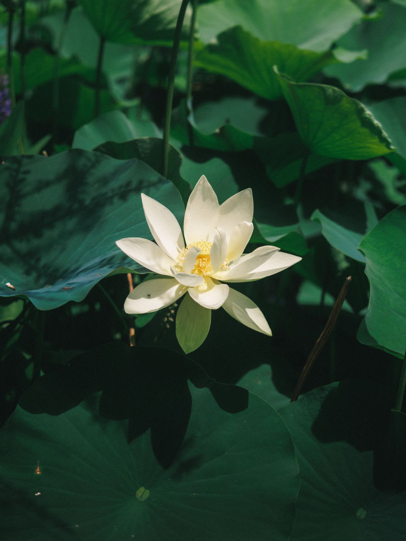 A single white lotus flower with a yellow center is illuminated by sunlight as it blooms among large green leaves.