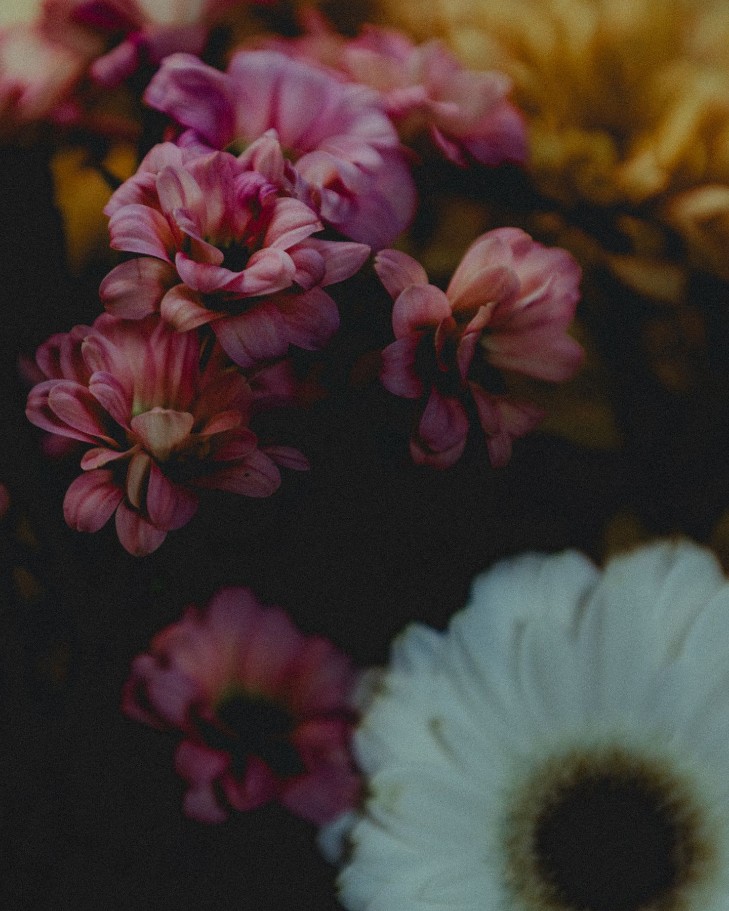 A cluster of pink and white flowers, with a few out of focus, creates a soft, dreamy effect against a dark background.