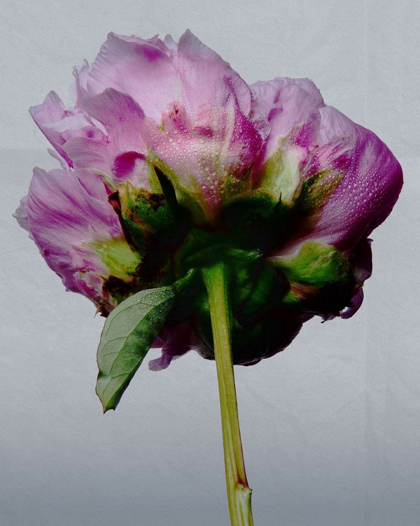 A pink flower with drops of water on the petals.