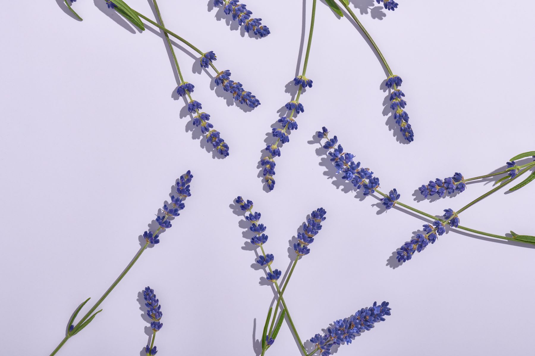 lavender flowers and green leaves scattered irregularly on a light-colored background.