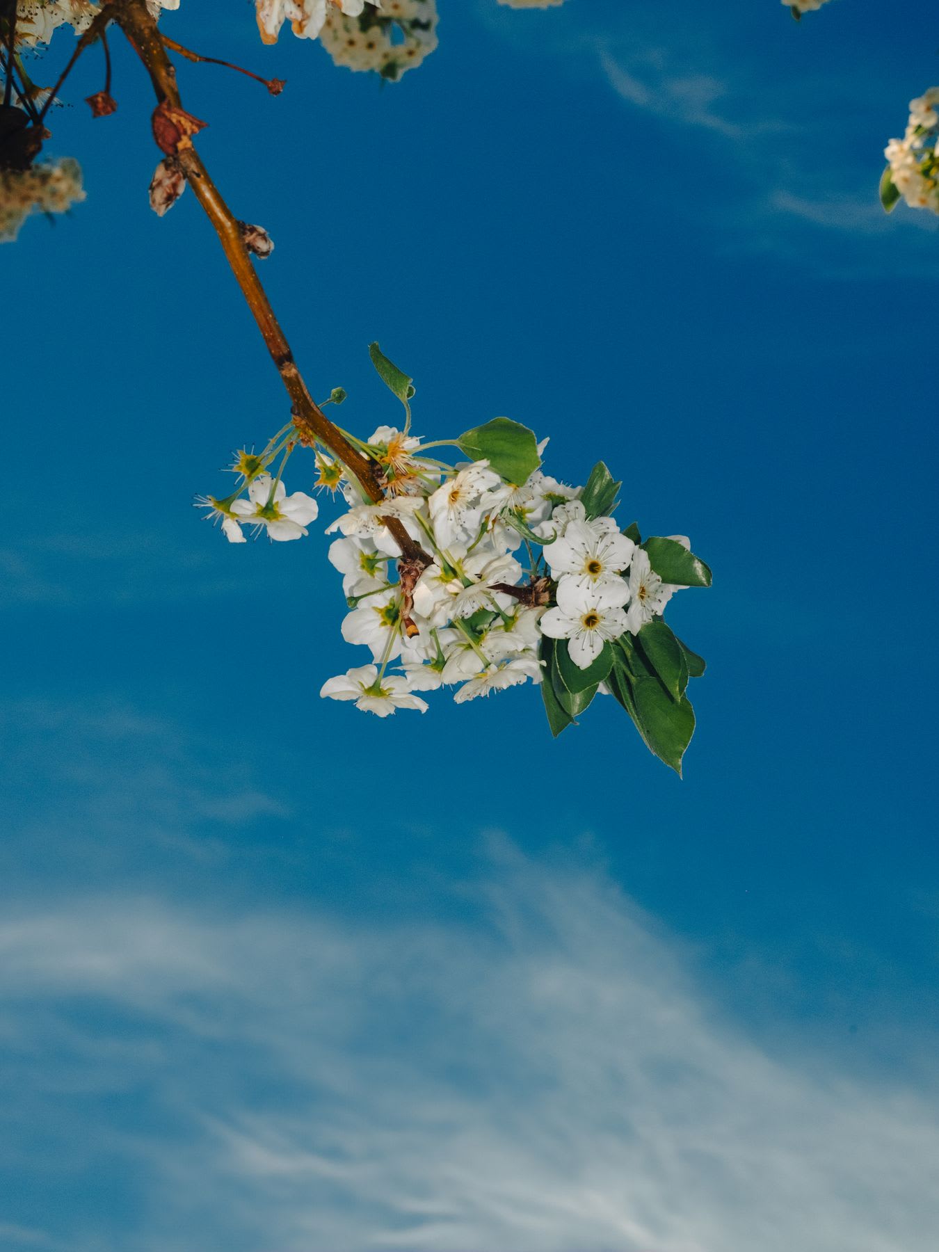 A blooming branch of white flowers with green leaves hangs against a blue sky, with wispy white clouds drifting softly across the background.