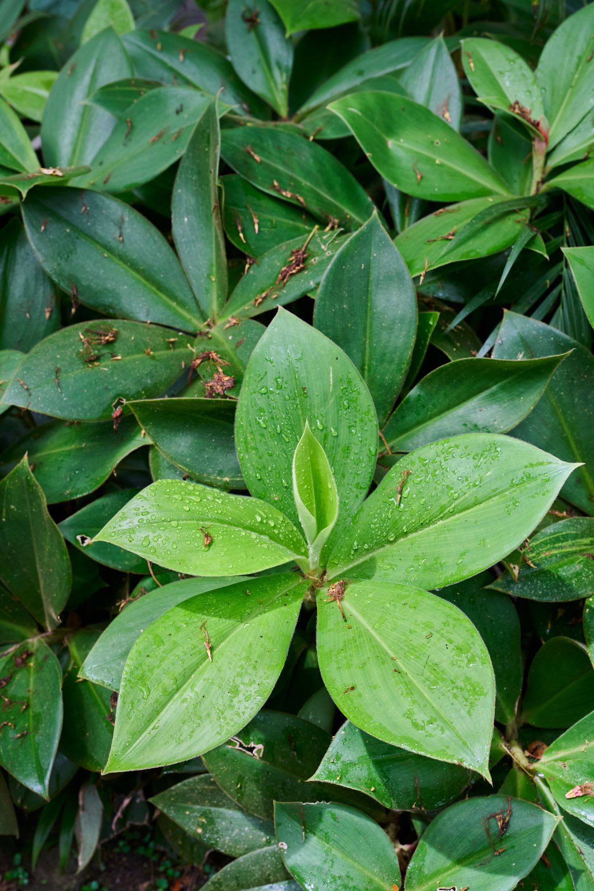 Close-up of a groundcover of shorter, green plant leaves.