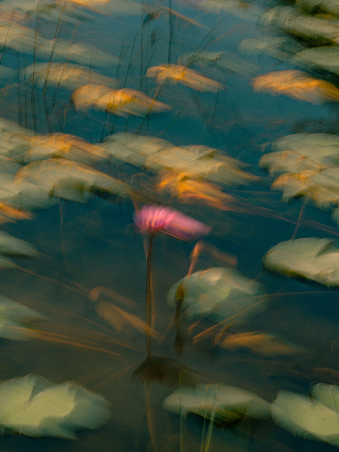 River plants floating on the water during the day.