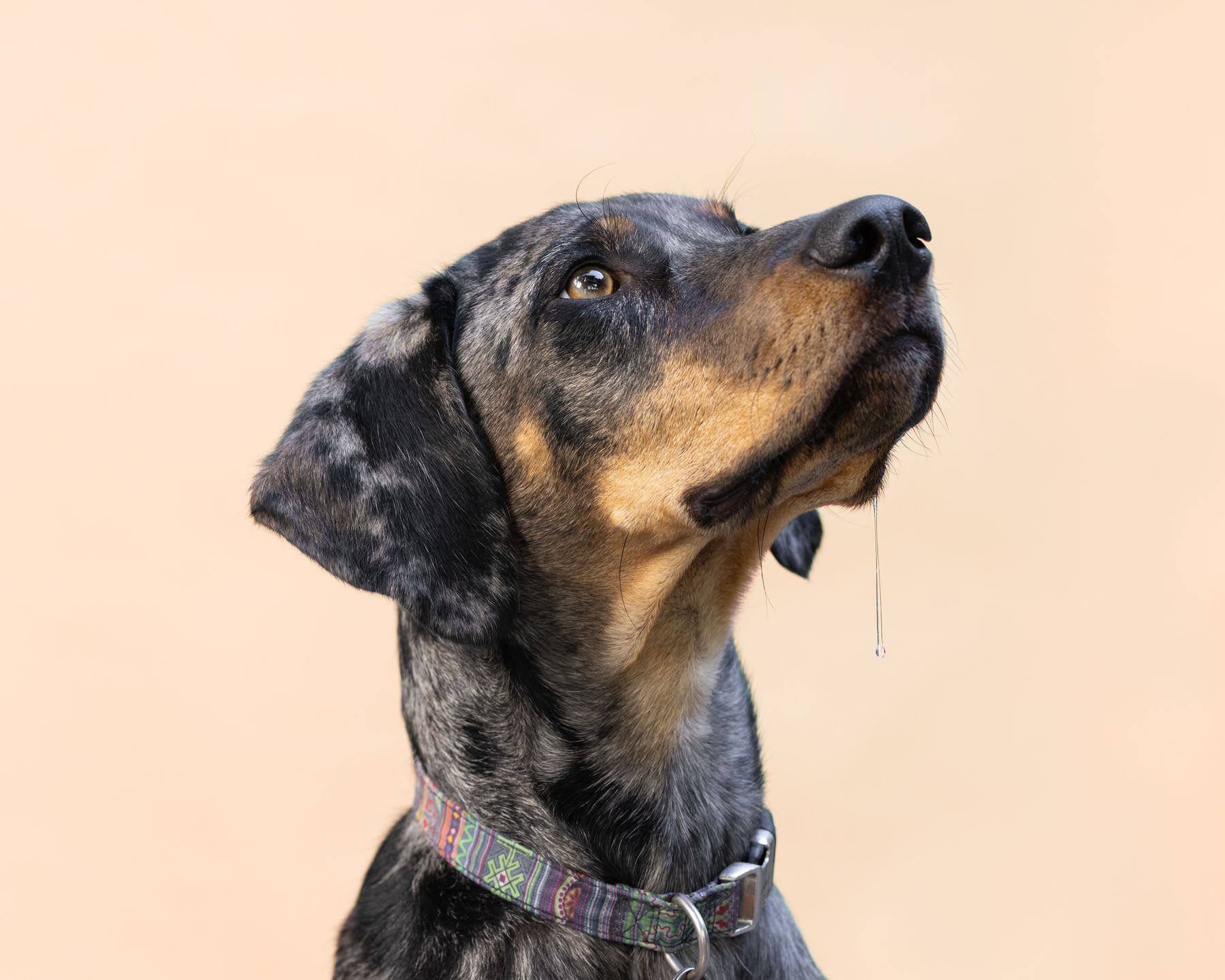 A portrait of a cute merle-coated dog with a colorful collar, drooling in anticipation as it looks up against a plain background.