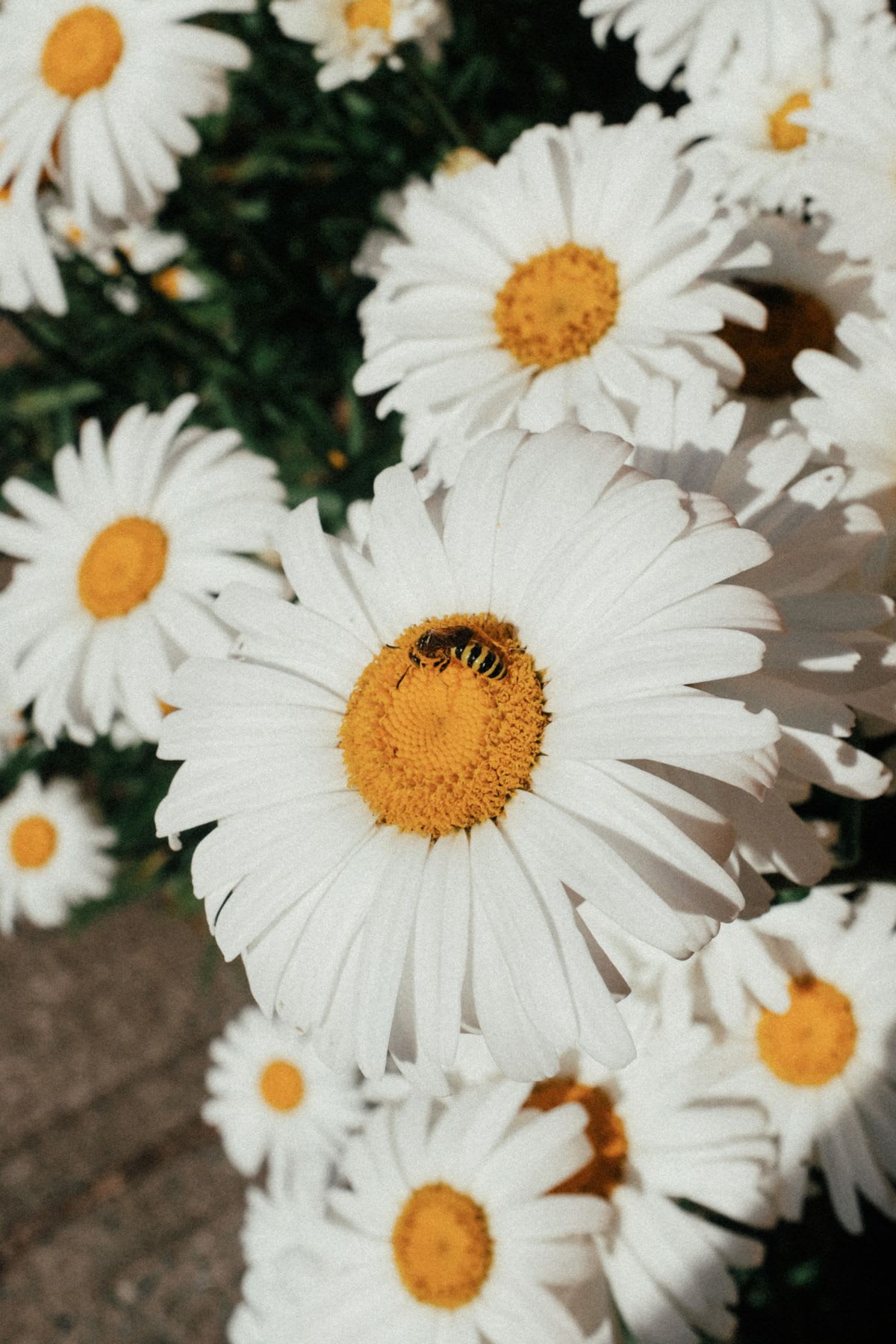A single bee rests on the vibrant yellow center of a white daisy, surrounded by a dense cluster of other similarly blooming daisies.