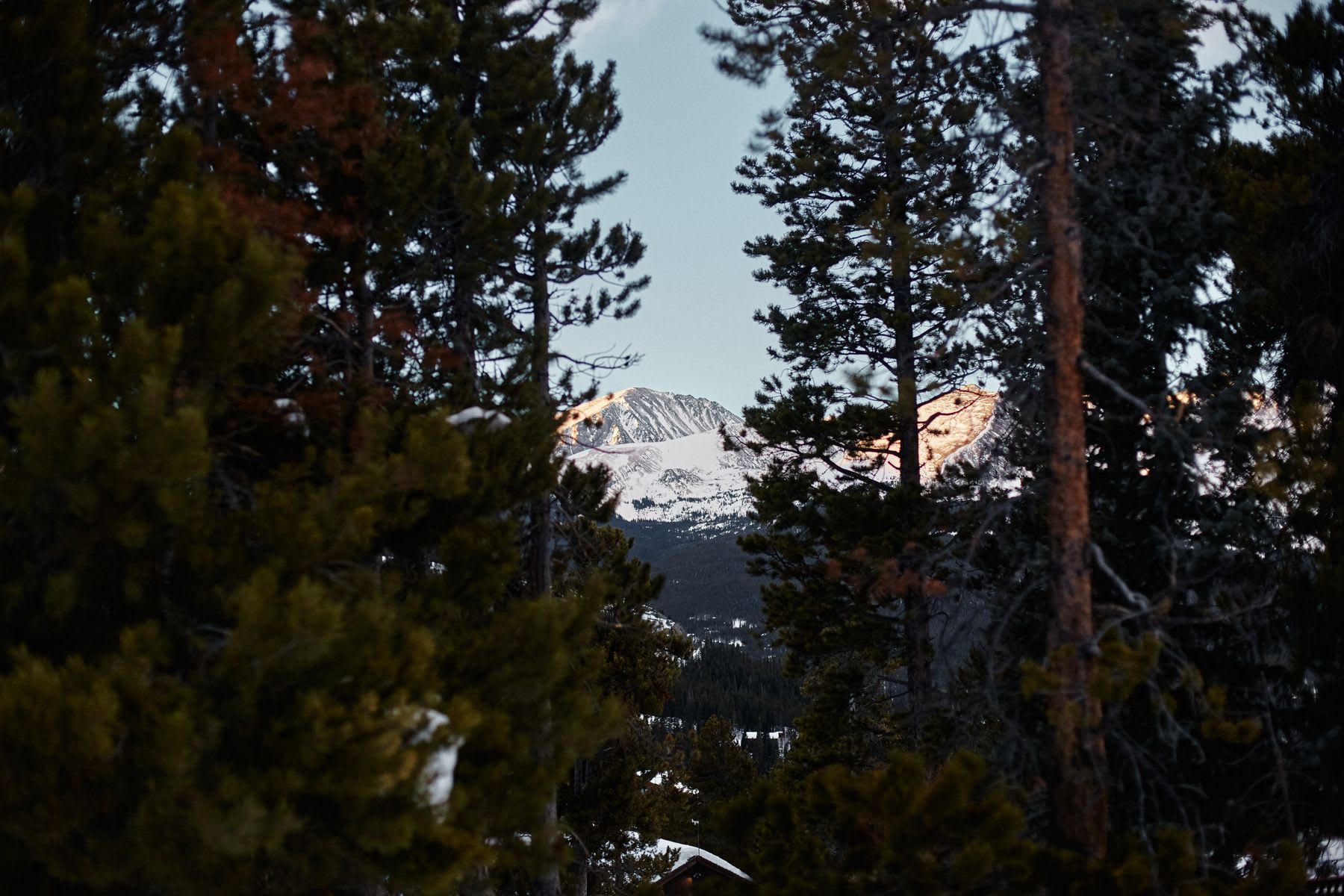 Snow-capped mountain peak visible through a dense forest of evergreen trees.