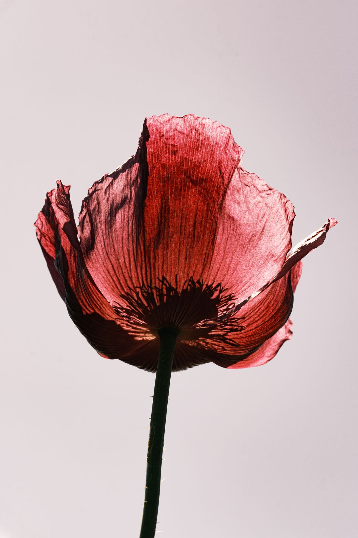 A low-angle, close-up shot of a single red poppy with delicate, translucent petals backlit against a plain background.