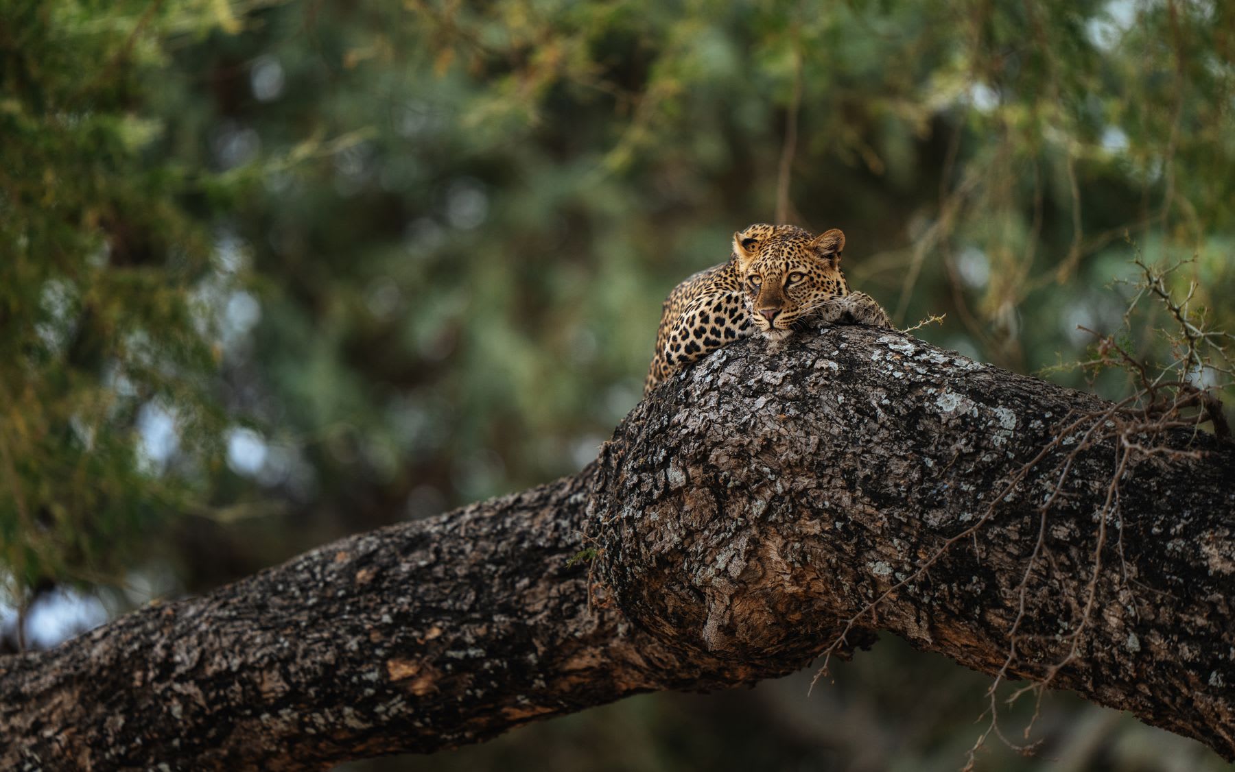 Leopard resting on a tree branch with dense foliage in the background.