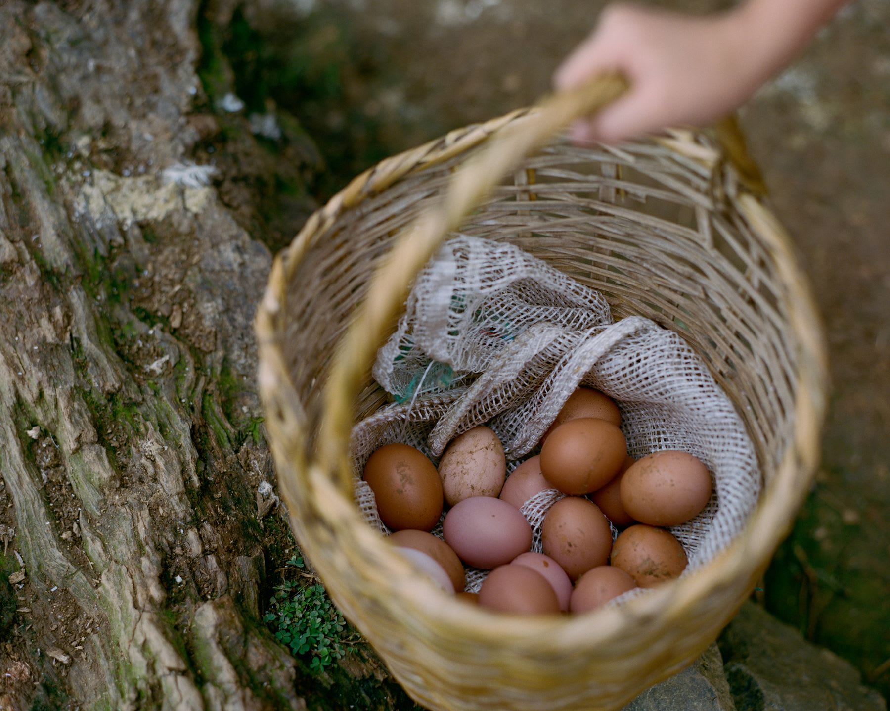 A person carries a rustic wicker basket filled with a variety of freshly collected brown eggs.