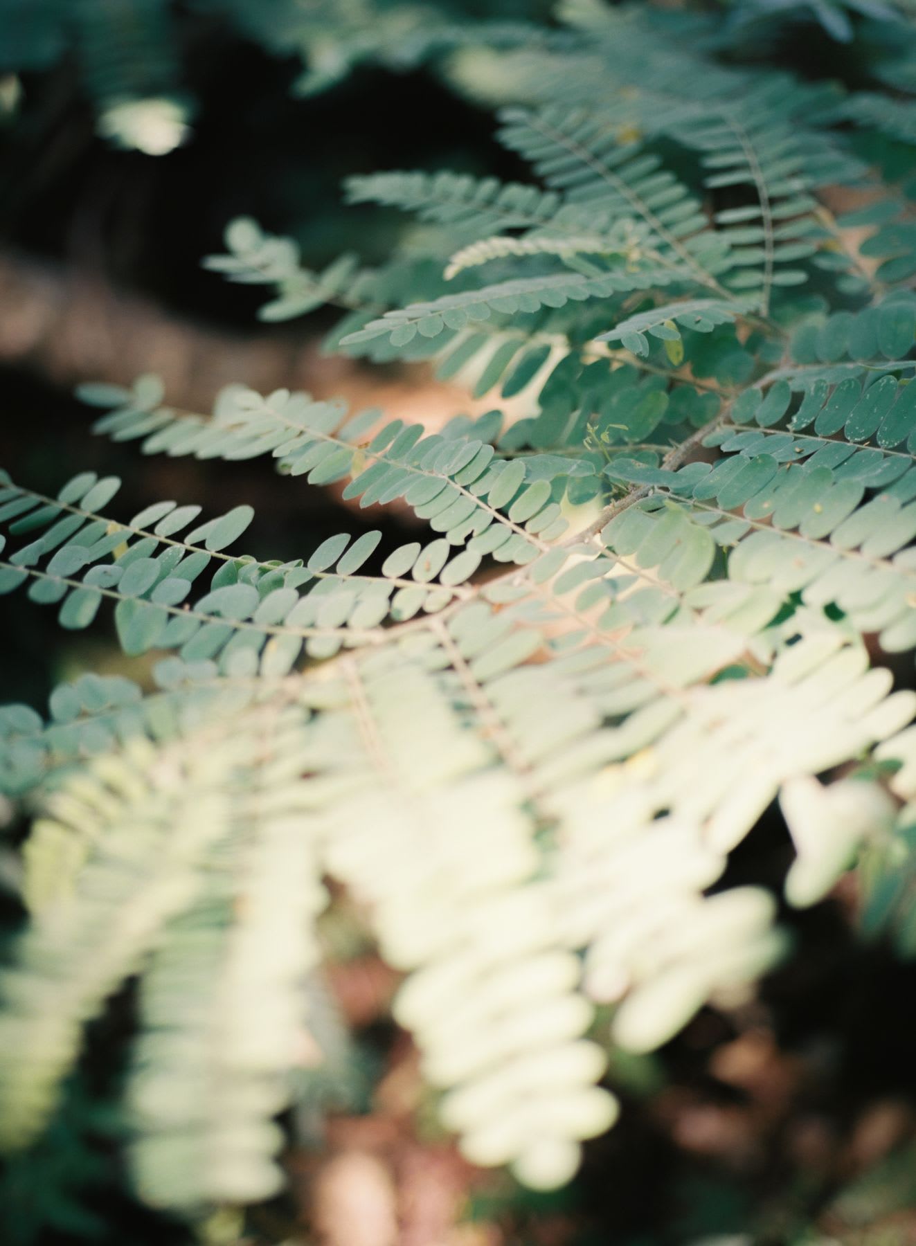 A dreamy, soft-focus close-up of delicate green fern-like leaves on a plant branch in natural light.