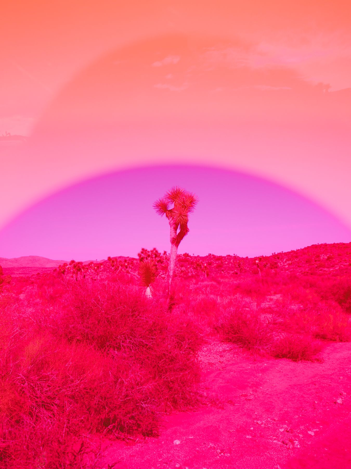 A plain with bushes and one tall plant, tinted pink, with the sky tinted orange