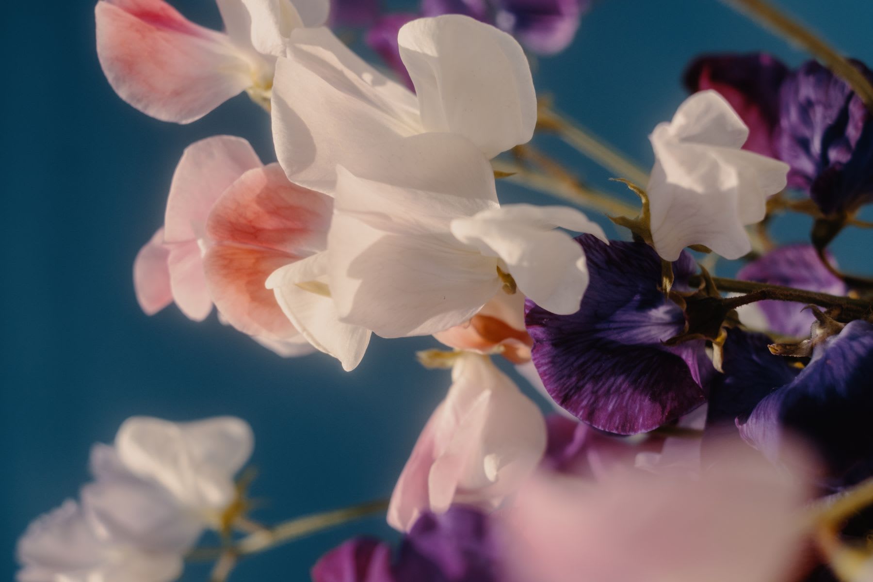 A group of colorful flowers, predominantly white, pink, and purple, are shown in a close view against a vibrant blue background.