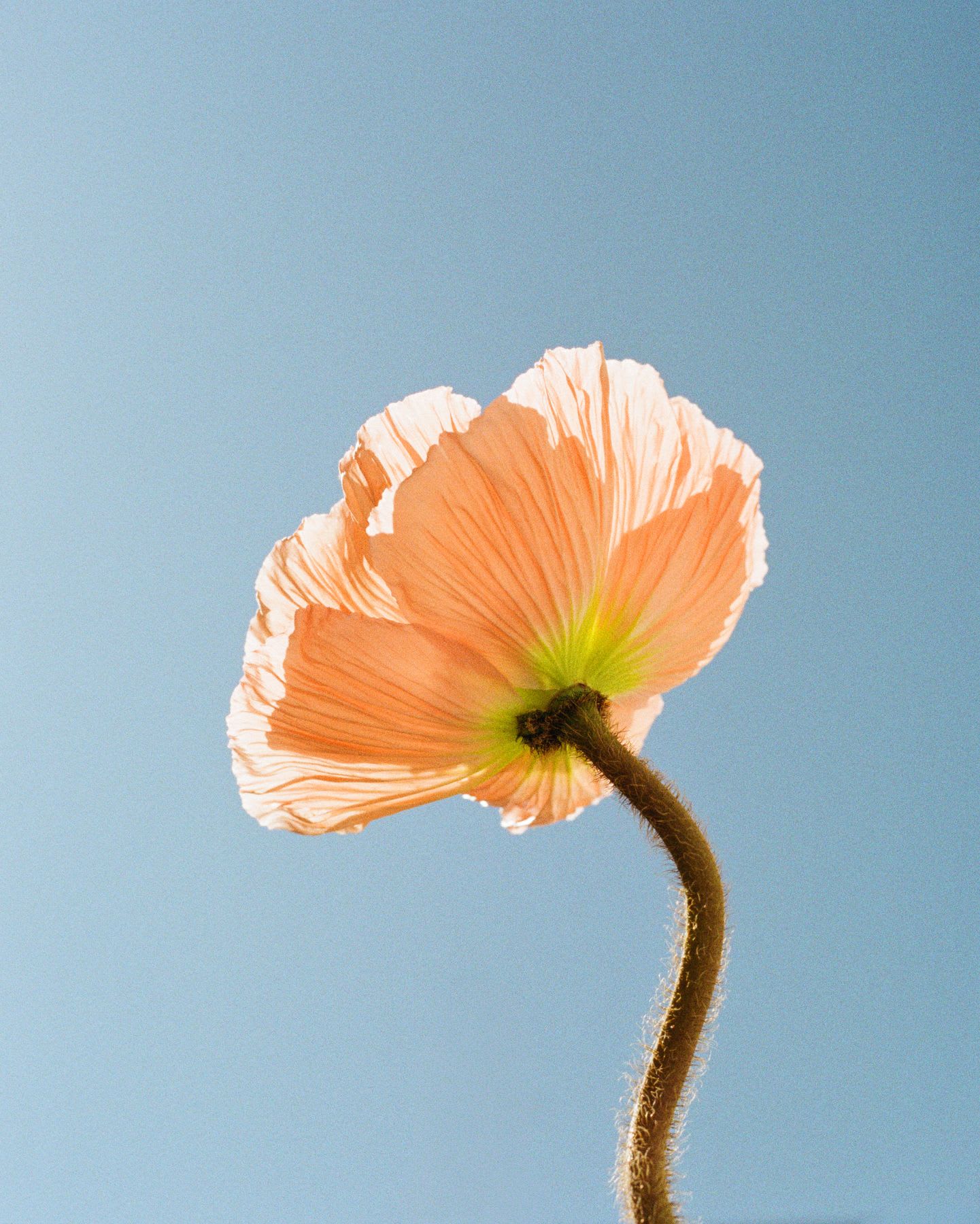 A delicate poppy flower with translucent peach petals is backlit by the sun against a clear blue sky.