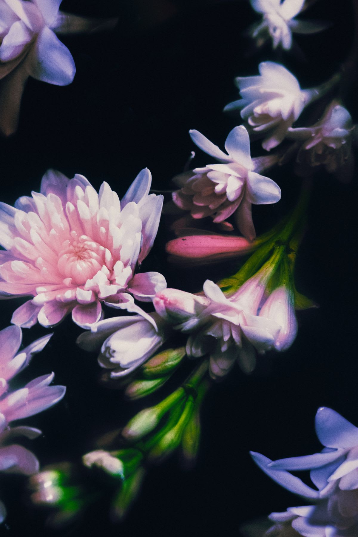 Stem with flowers and buds against a dark background