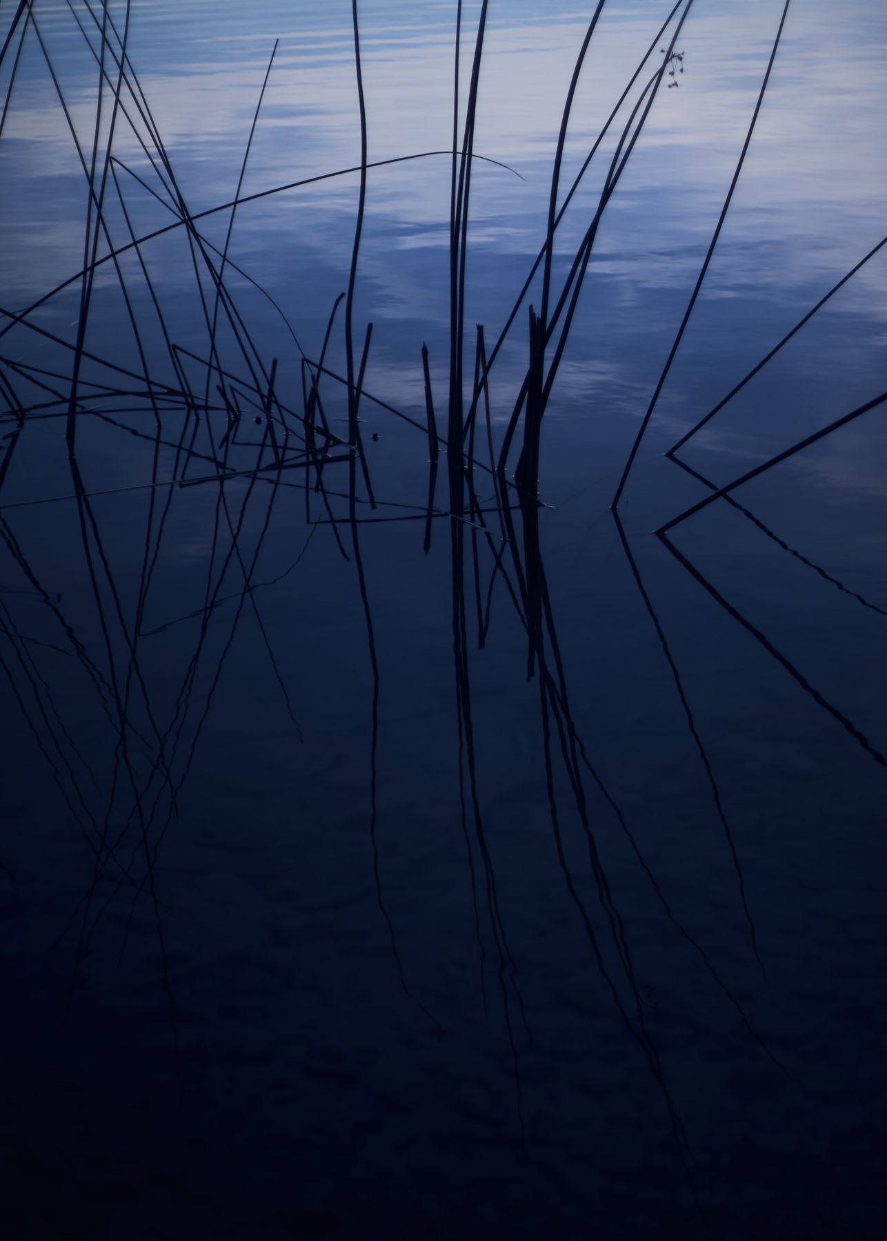 Close up of tall branches sticking up out of a body of water.