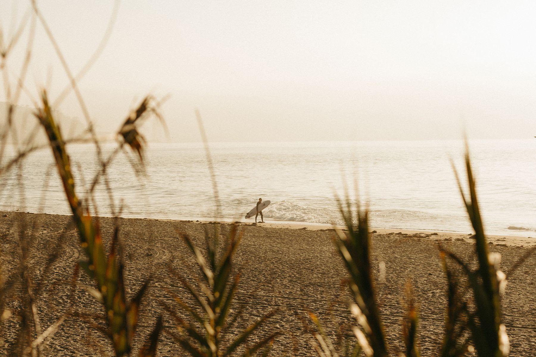 A surfer walks along the beach with a surfboard as long grass waves in the foreground