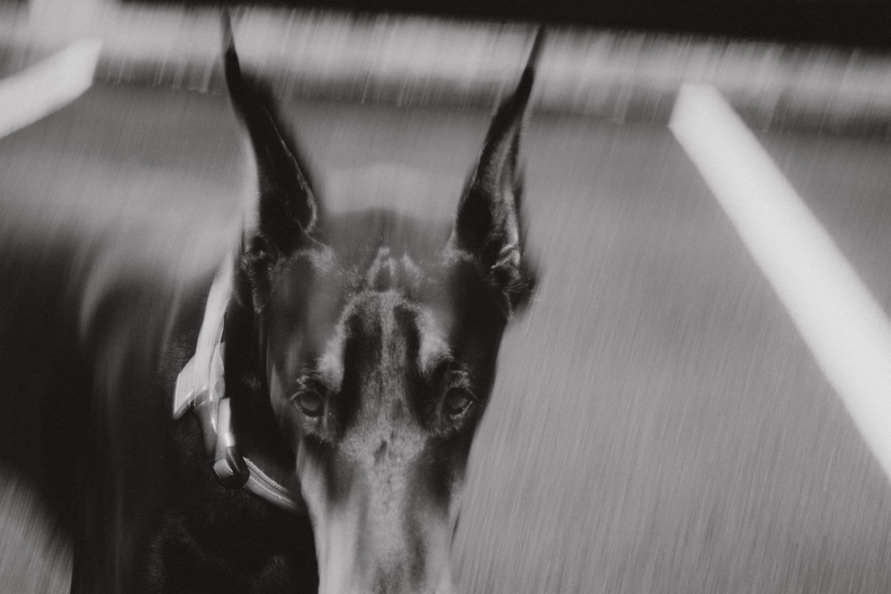 A motion-blurred, black and white photograph captures the intense stare of a Doberman dog looking into the camera.