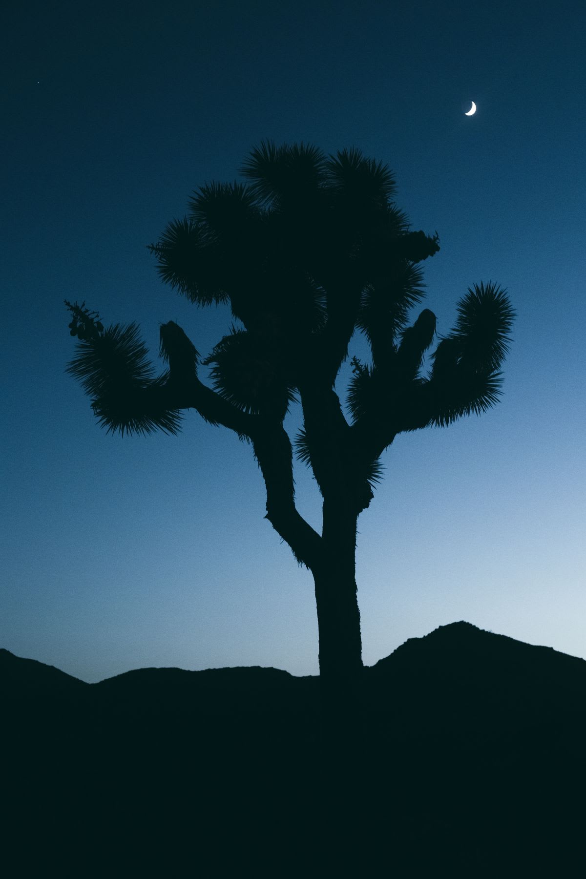 A joshua tree stands tall on the desert ridge under the crescent moon.
