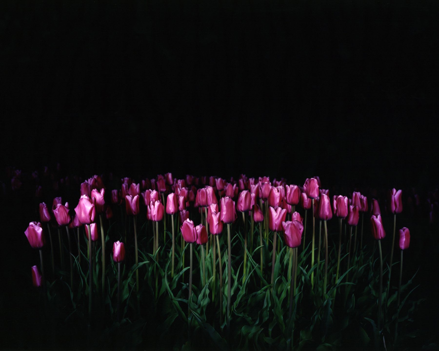 Large group of illuminated purple tulips contrast with the dark during the night.
