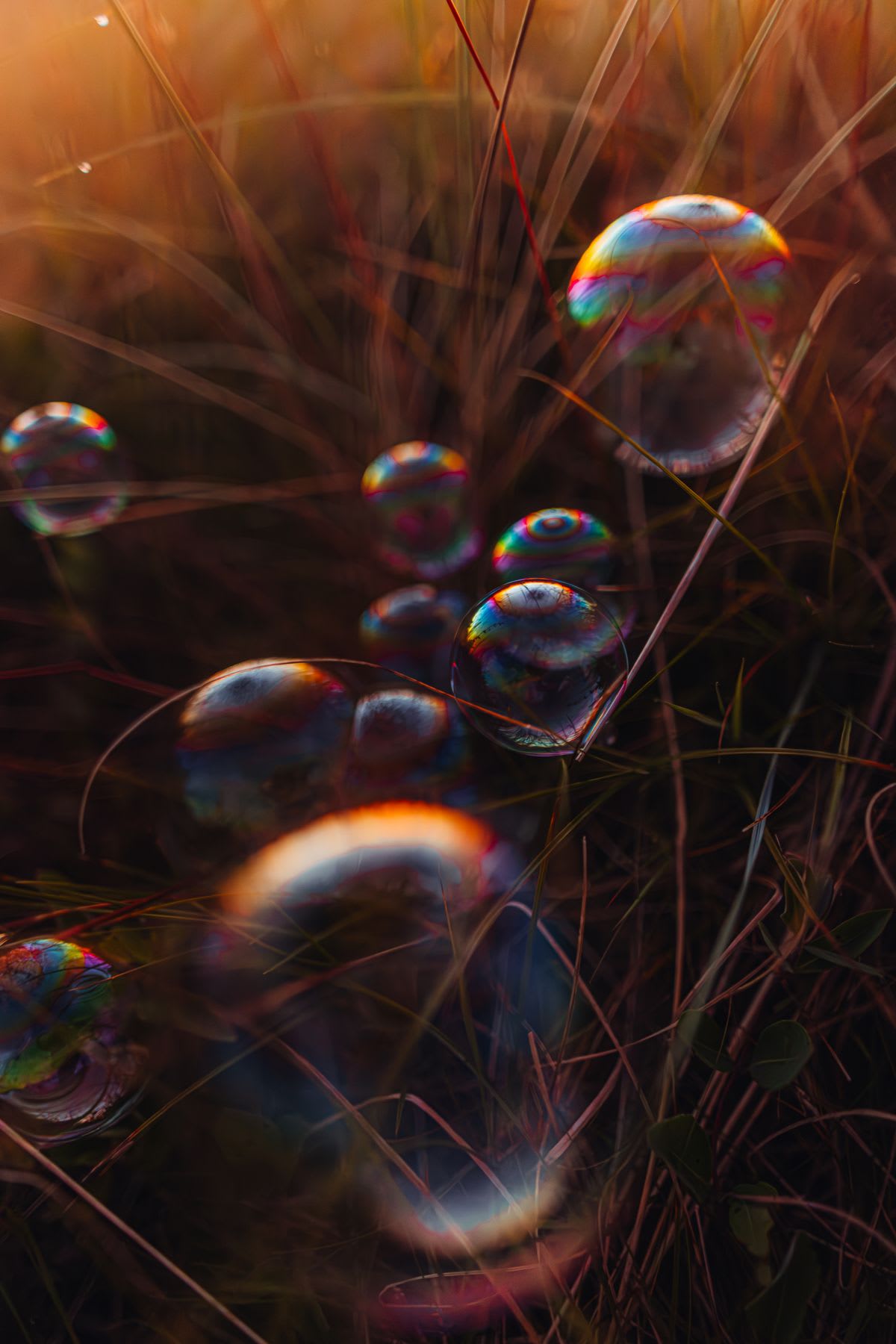 Iridescent bubbles nestled in tall grass illuminated by warm light.