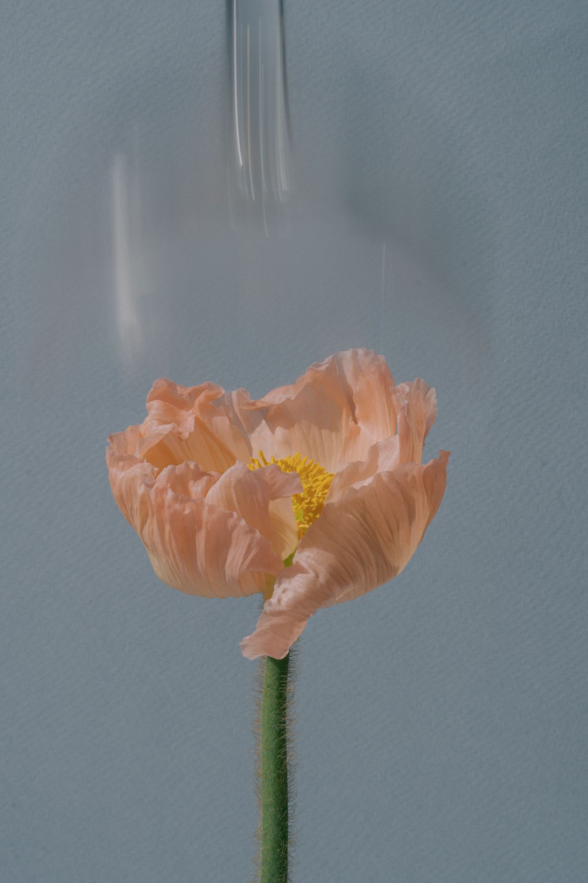 a pink flower blooms in front of a blue backdrop