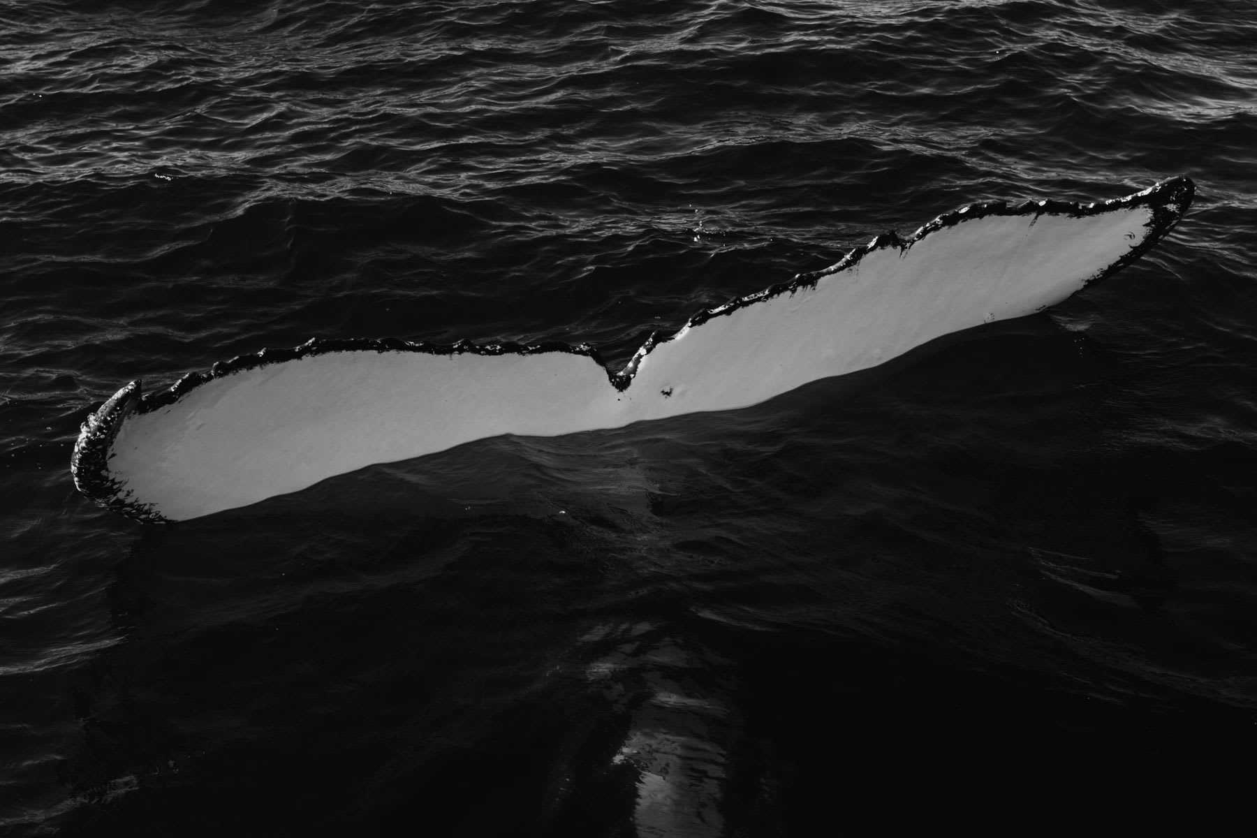 A whale is going back under the water with his tail only seen above the water surface.