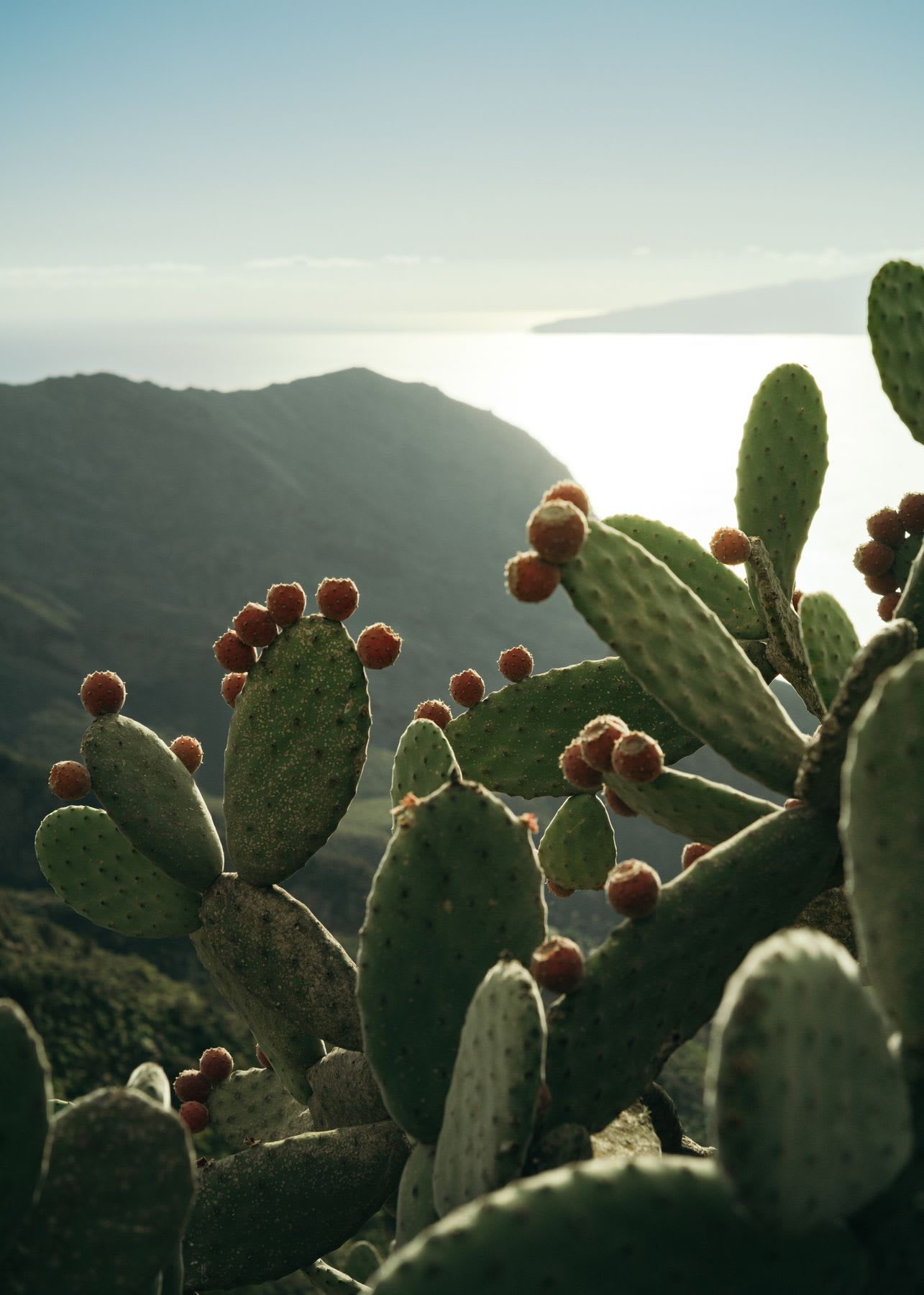 Several blooming cacti in a desert.