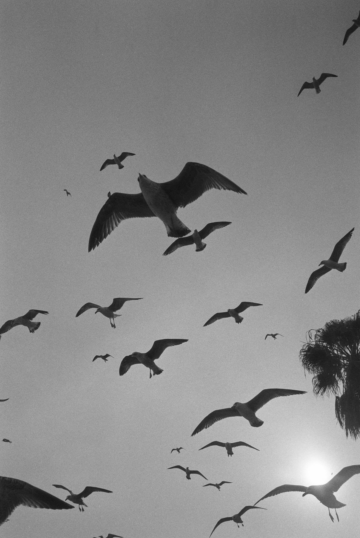 Seagulls flying in groups against the clear sky with the low sun in the background.