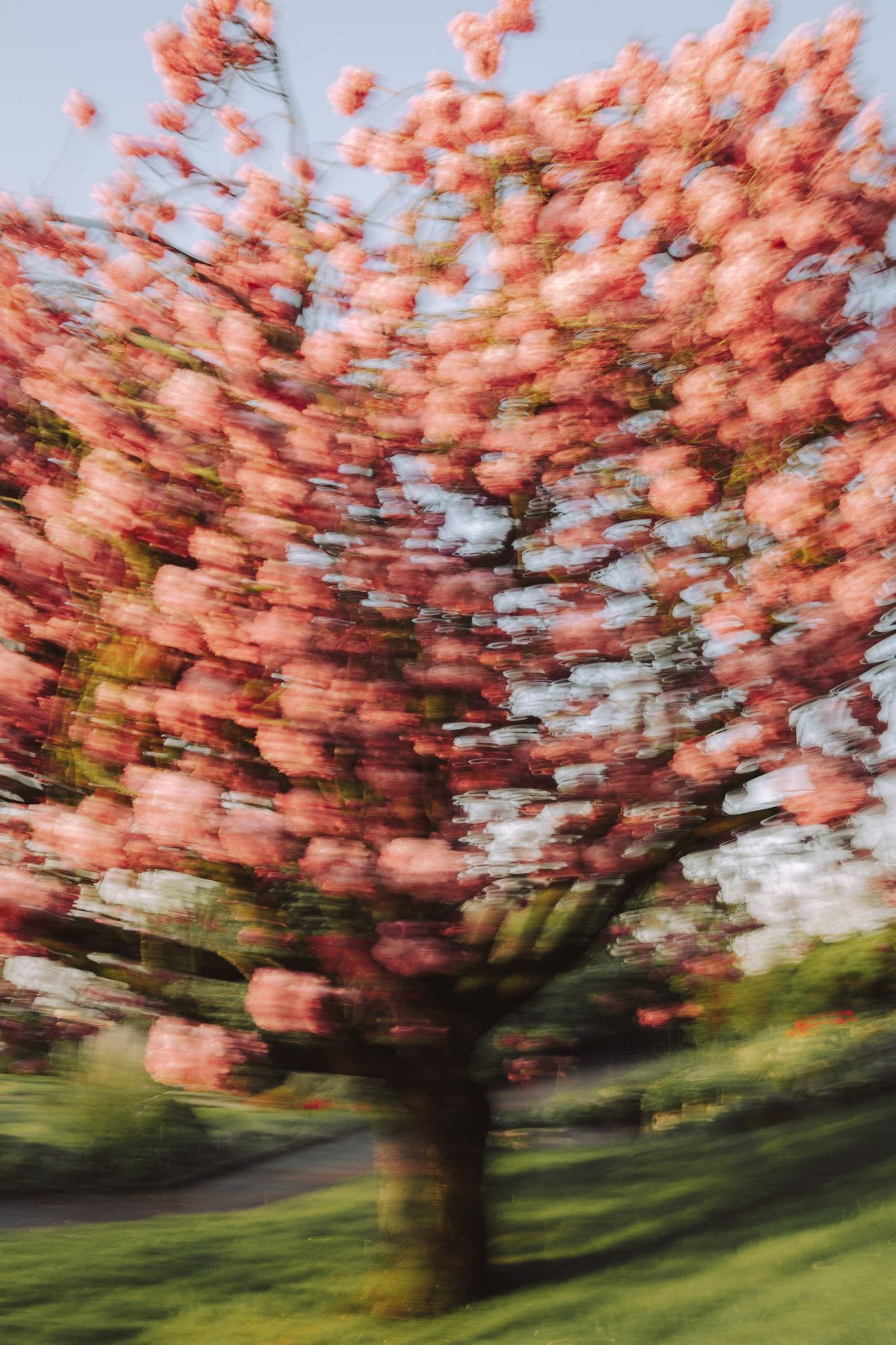 An abstract, motion-blurred photograph of a pink cherry blossom tree in full bloom creates a swirling, dizzying effect.