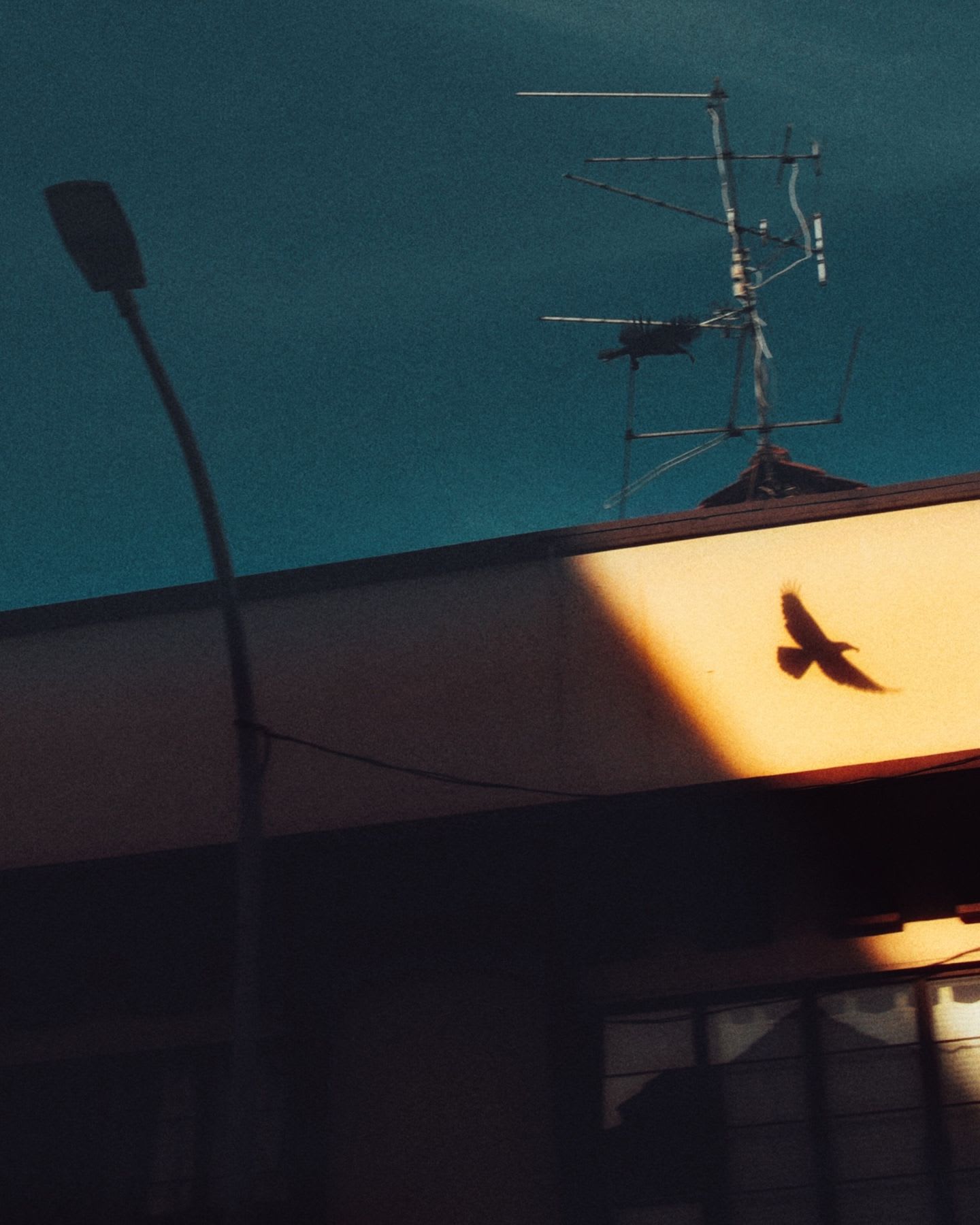 Shadow of a flying bird on the outside of a building