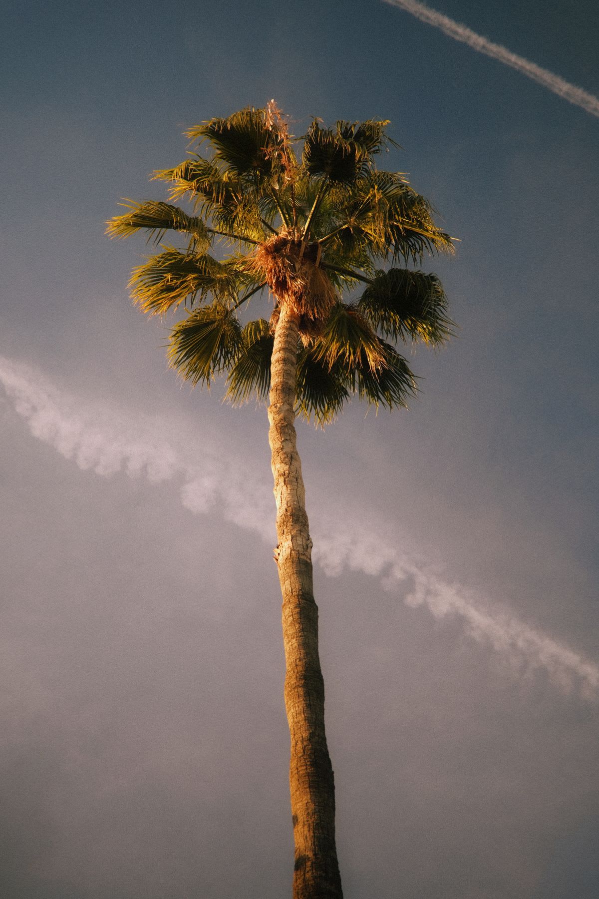 A low-angle view of a single tall palm tree lit by the golden hour sun against a dusky blue sky with vapor trails.