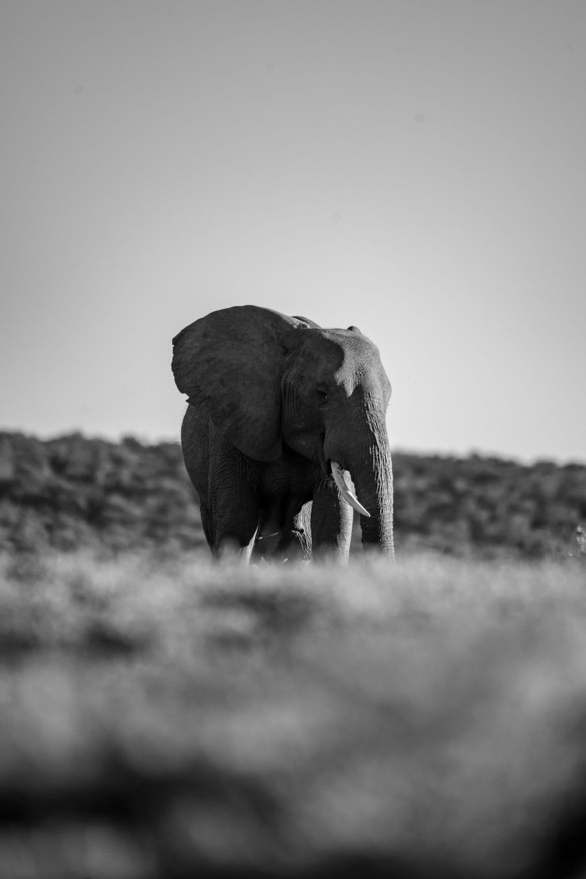 Elephant in the jungle in a black and white photo