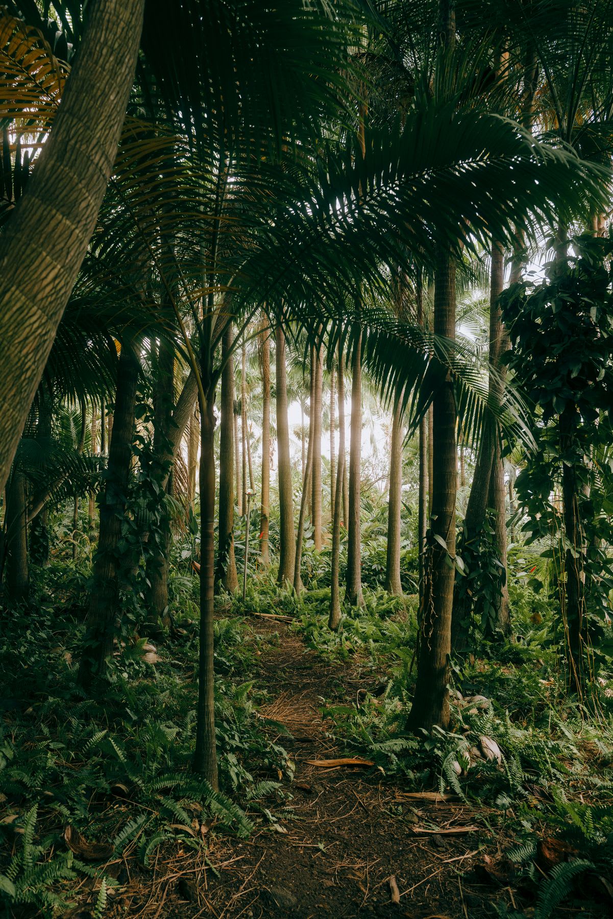 A narrow dirt path winds through a lush tropical rainforest filled with tall palm trees and dense green vegetation.