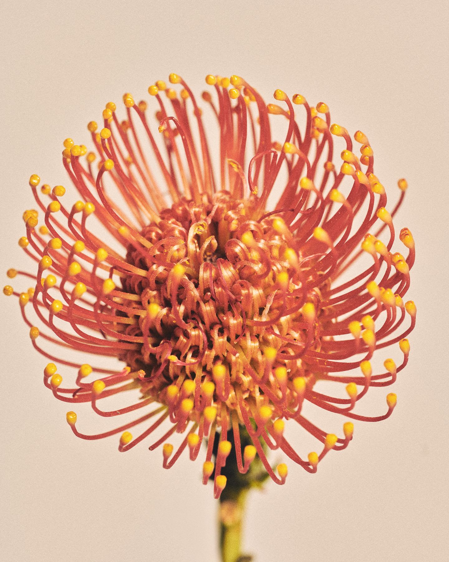 A plant with several yellow shoots with red threads connecting to the stem of the plant