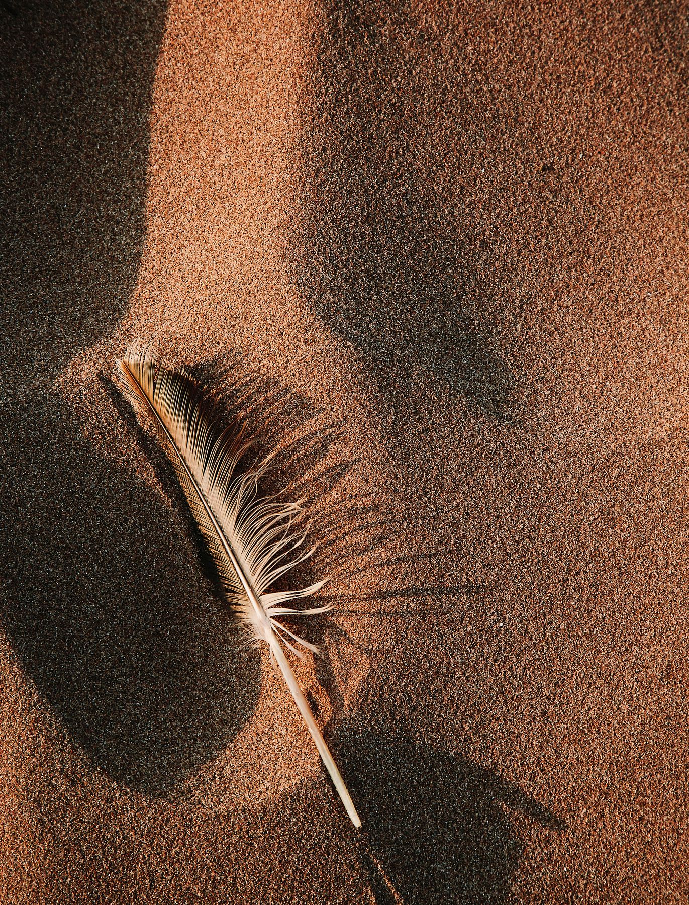 A lone feather lies softly on a bed of patterned sand, creating delicate shadows in the sun