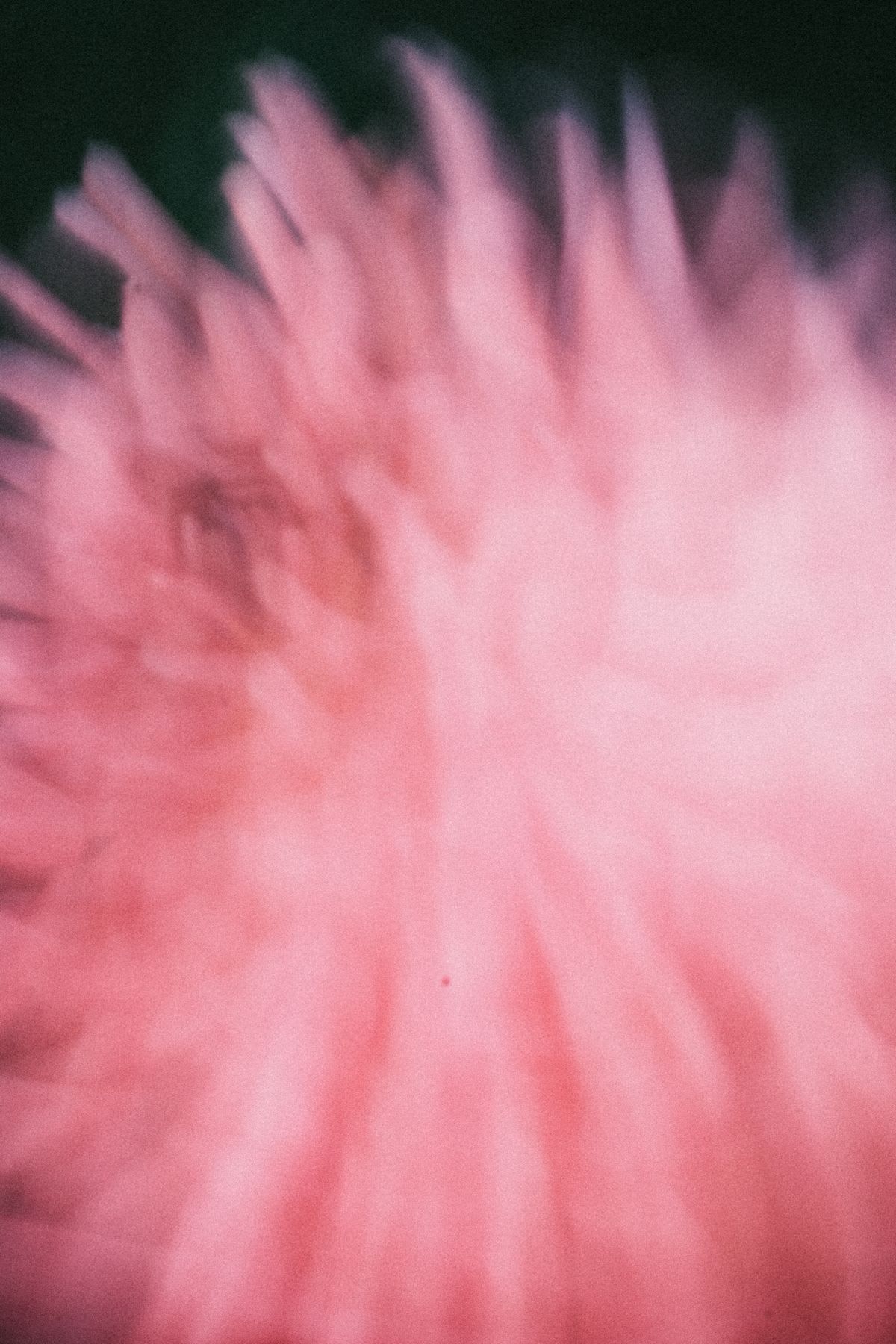 A dreamy and abstract macro photograph of a pink flower, with its petals blurred into soft, spiky shapes.