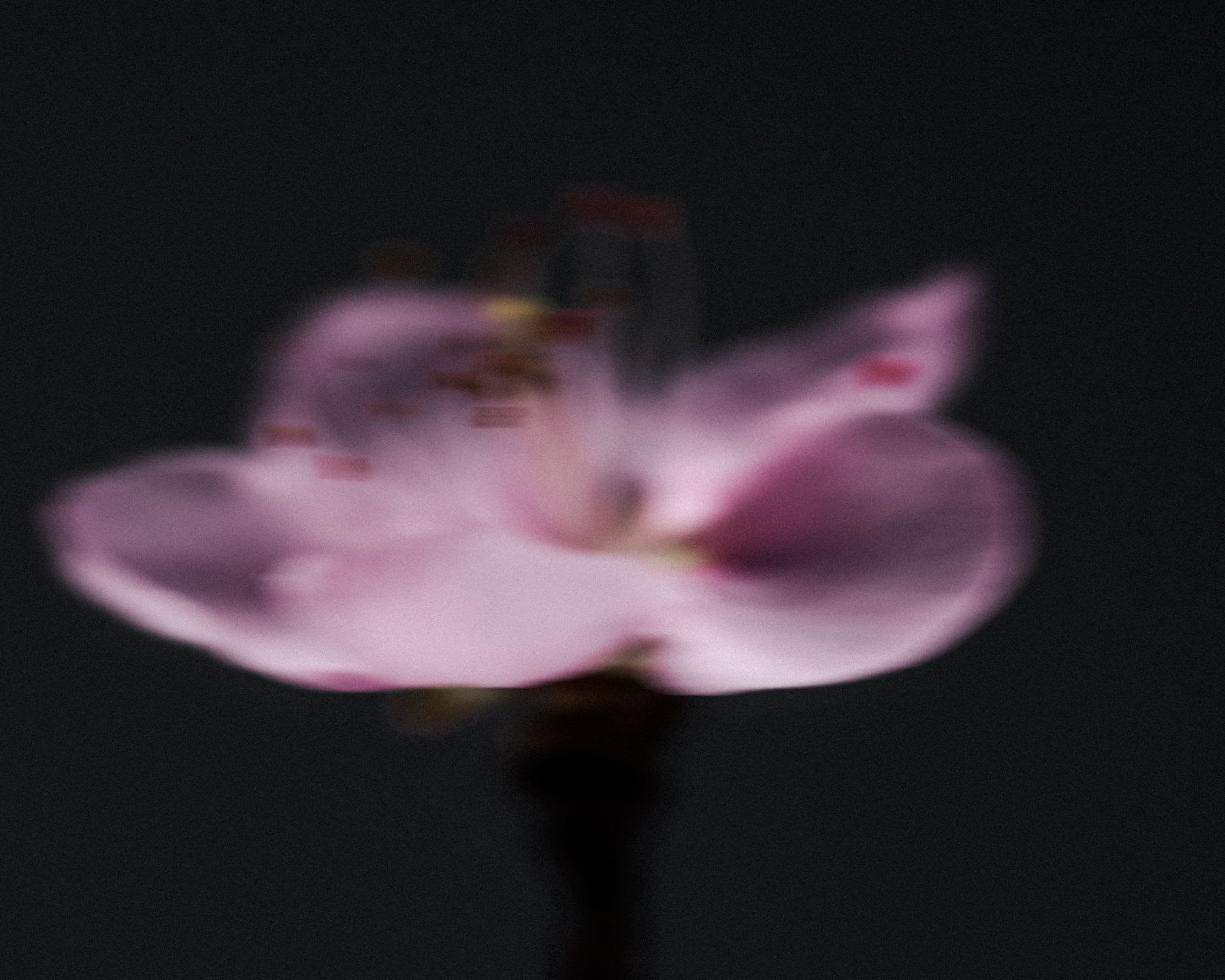 An abstract, out-of-focus close-up of a single pink flower blossom against a dark background.