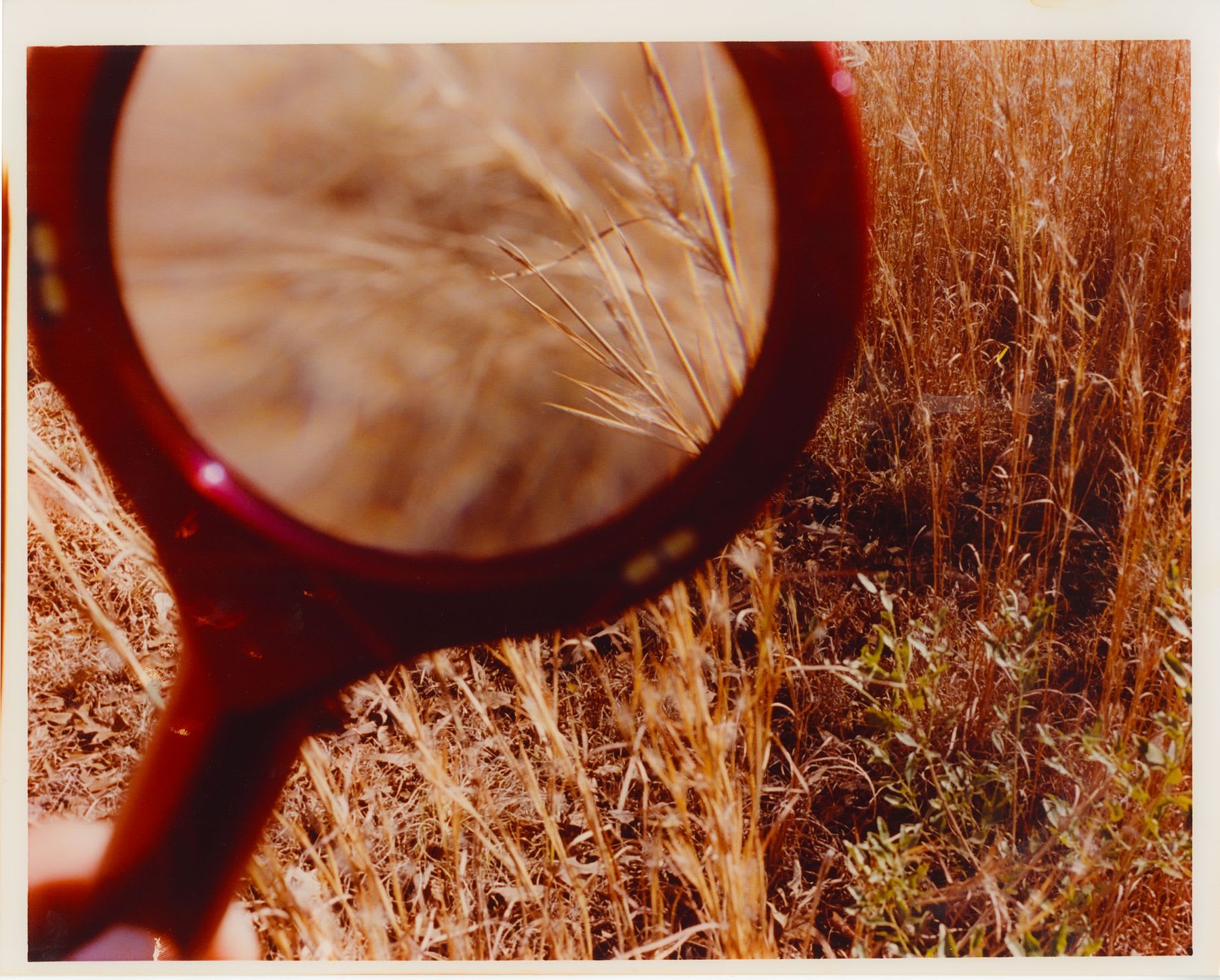 A red magnifying glass held over dry grass in a sunlit field, enlarging and distorting the view of tall golden stalks and creating a warm, focused circular detail amid wild vegetation.