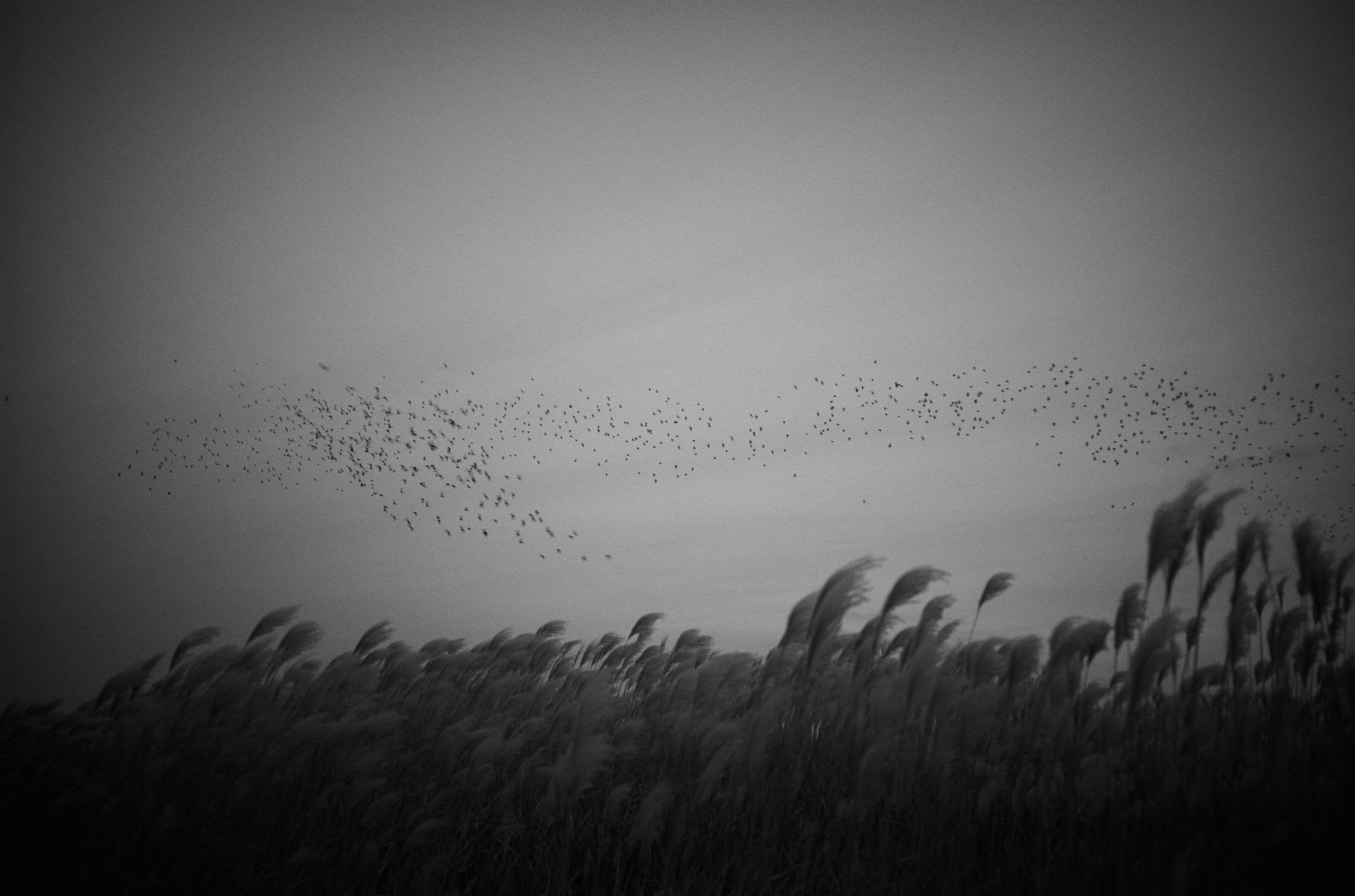 A flock of birds flies over tall field grass on a cloudy day.