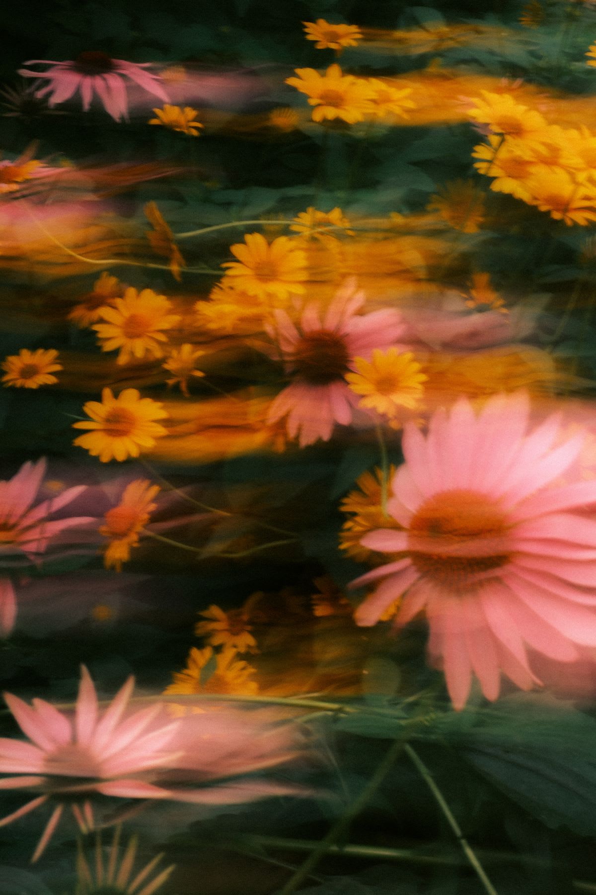 An artistic and blurry rendering of pink and yellow daisies creates a dreamy, painterly effect against a dark background.