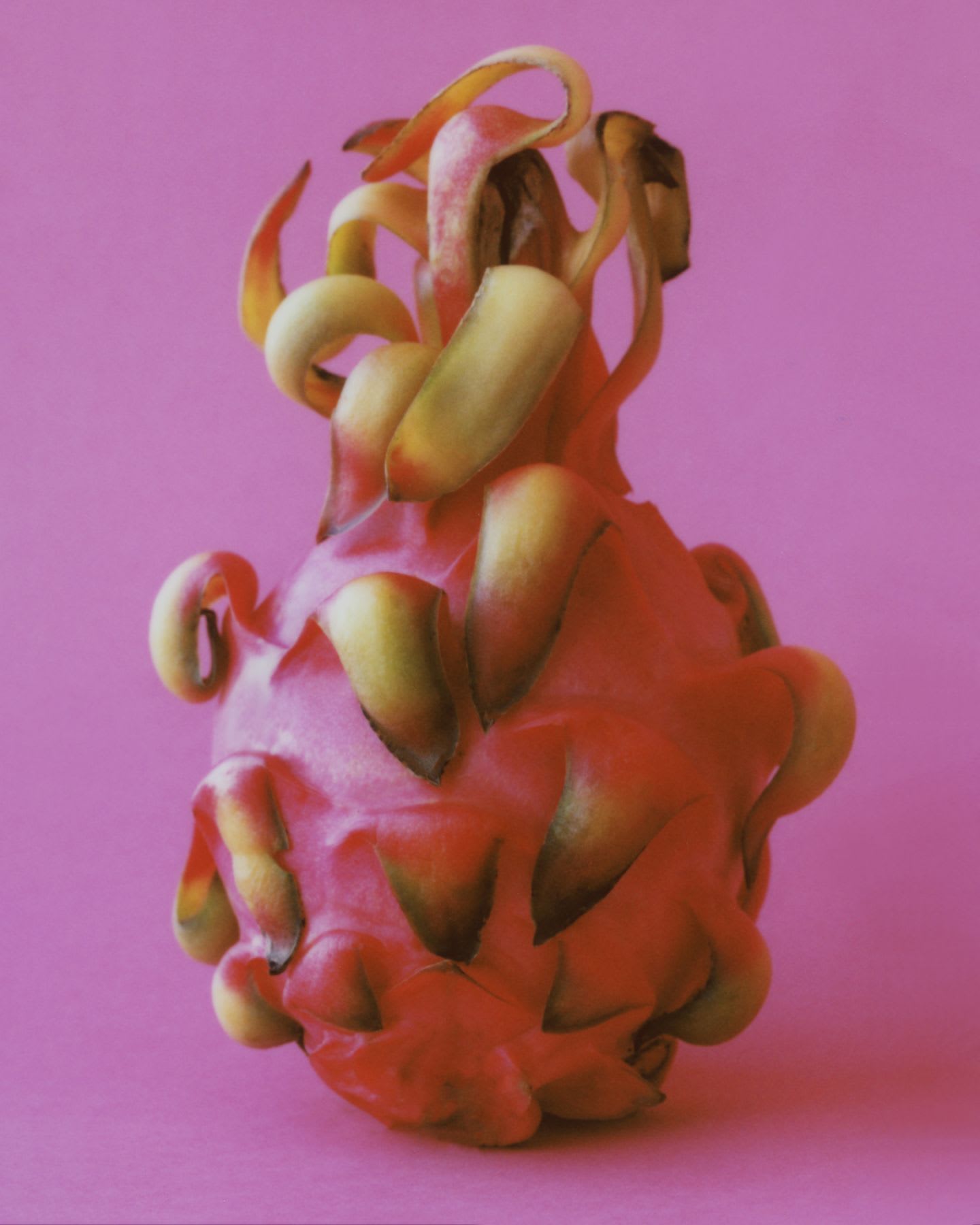 Pitaya fruit with red skin and greenish scales on a pink background.