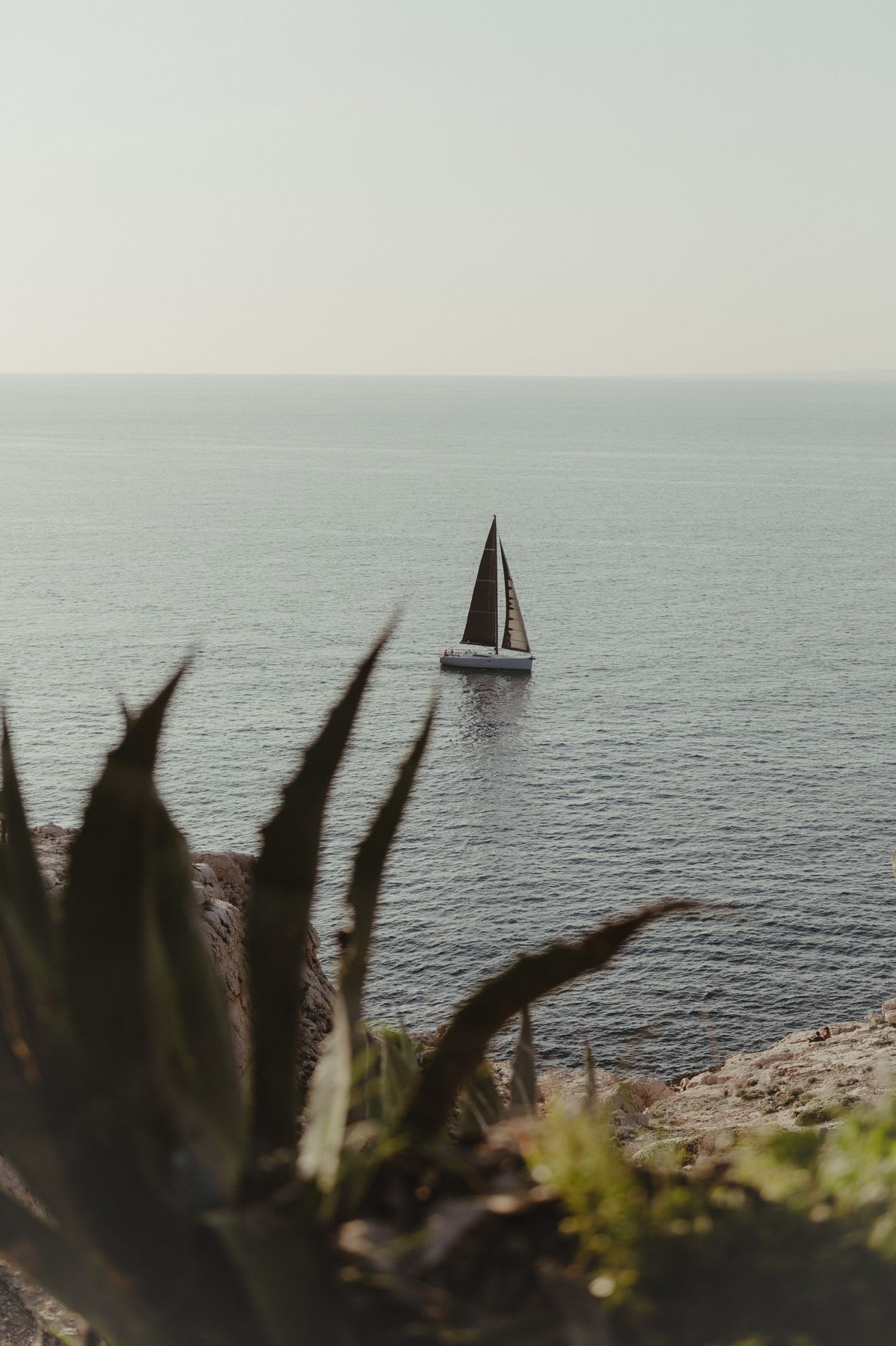 A lone sailboat with a dark sail glides across the tranquil ocean waters on a hazy afternoon, viewed from a coastal plant.