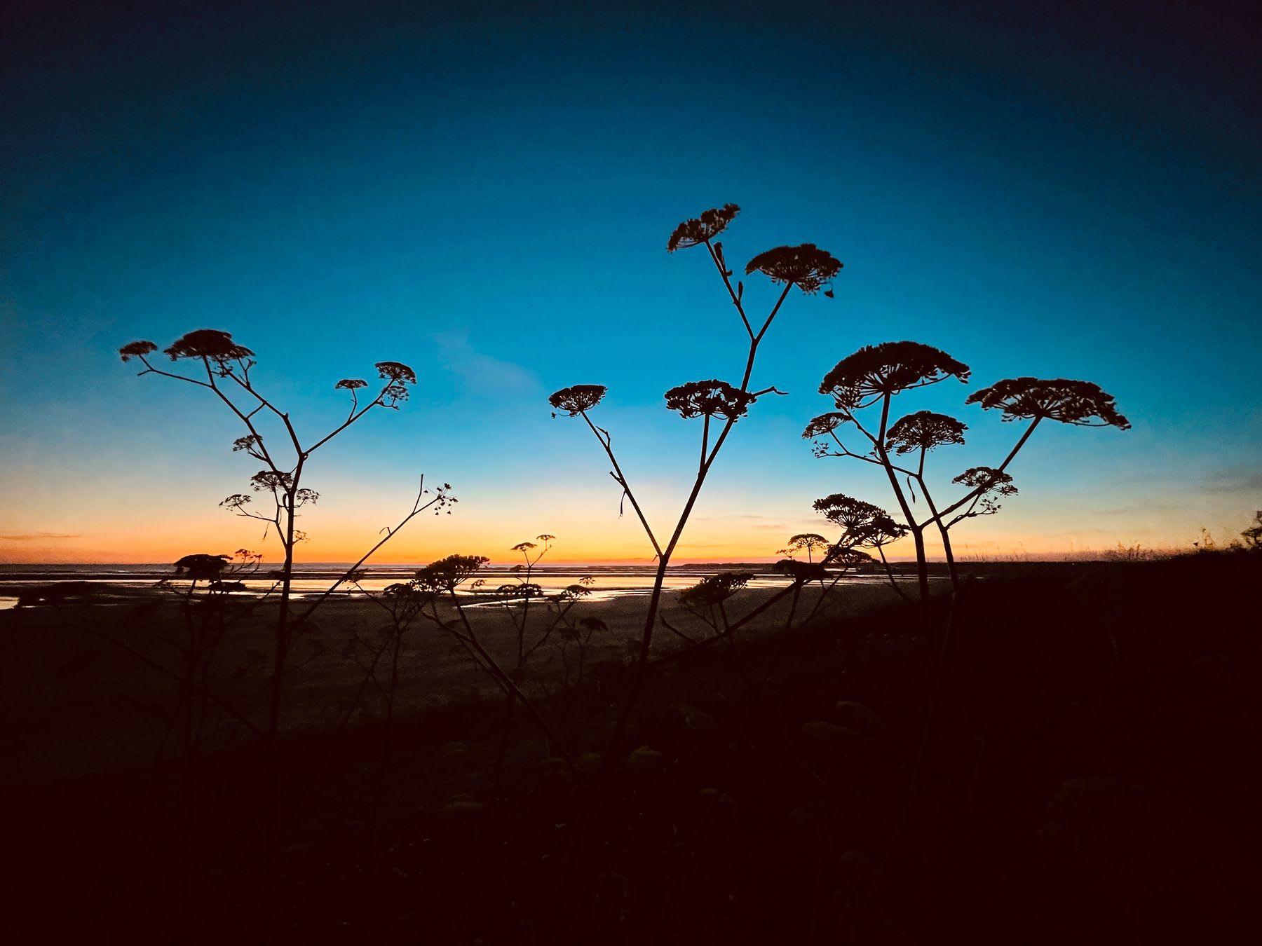 Plants growing near the beach stand silhouetted against the dark sky and the red tinted horizon.