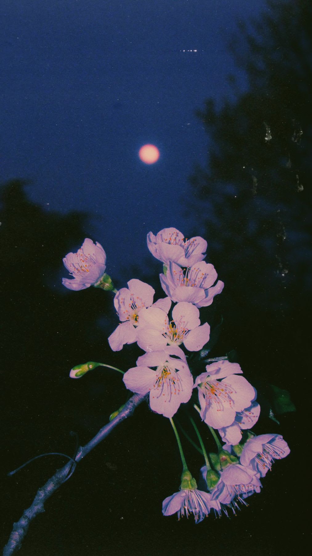 Against a dark night sky punctuated by a soft, hazy moon, a cluster of delicate light pink blossoms with prominently visible stamens are supported by a slender, dark stem that branches into finer twigs.