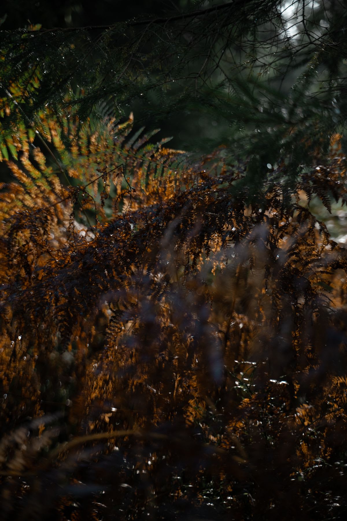 Yellowing plants among trees