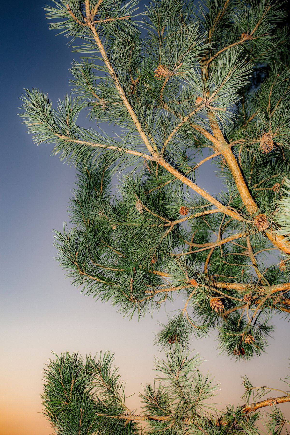 Pine branches with green needles and cones, against a sunset sky.