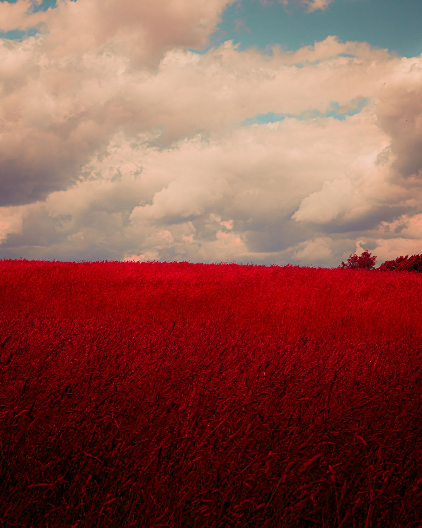 the grass and trees have been changed to red