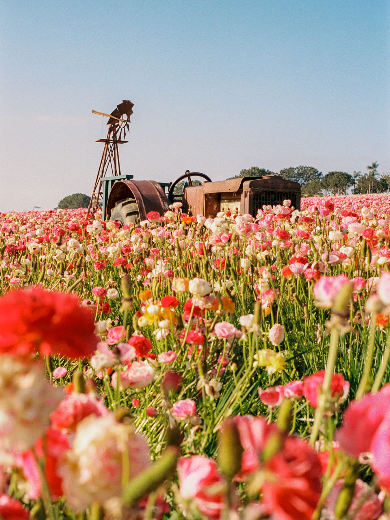 A rusty old tractor and a windmill sit in a colorful field of blooming ranunculus flowers on a sunny day.